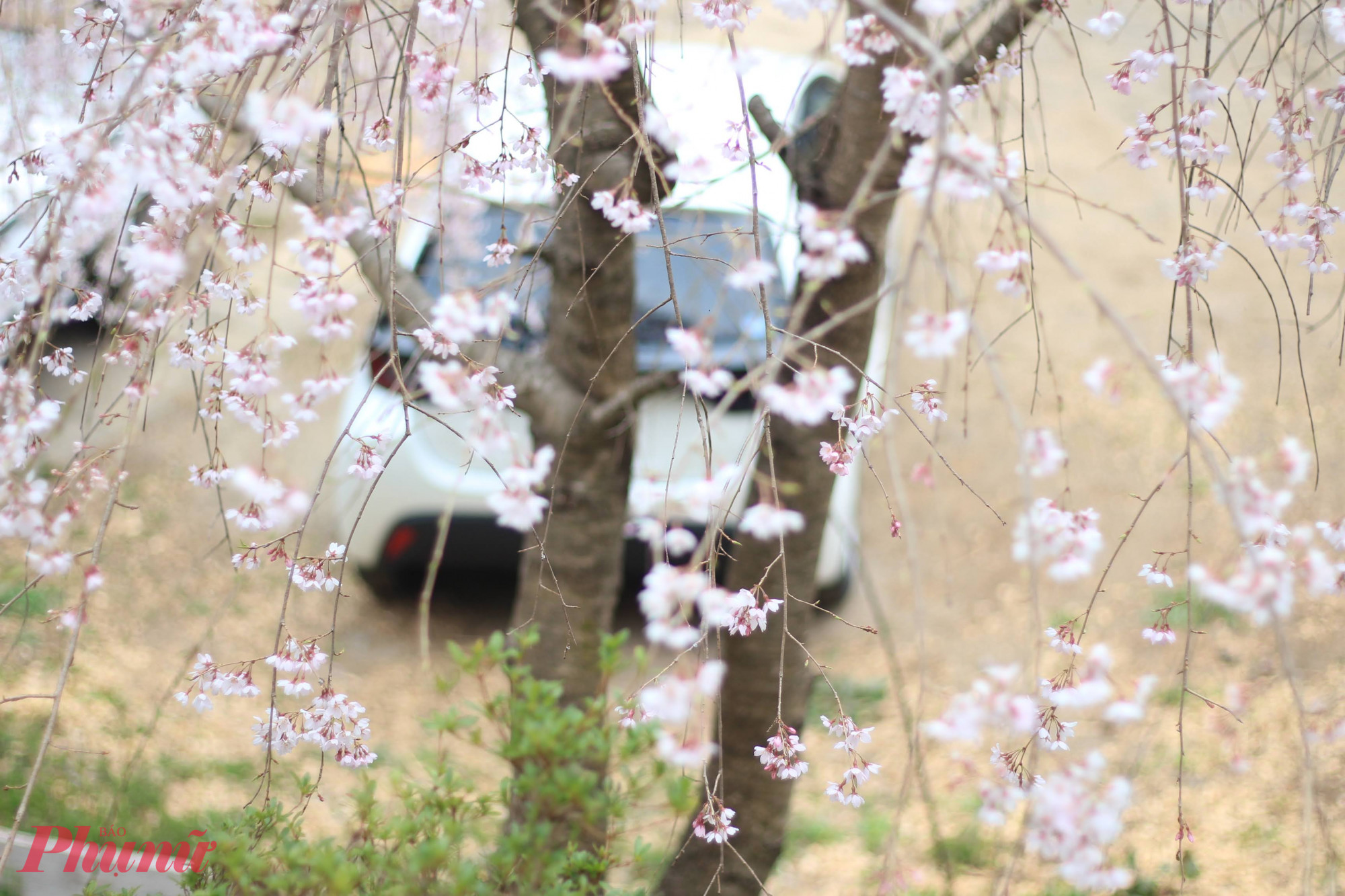 Ảnh: Huỳnh Hằng