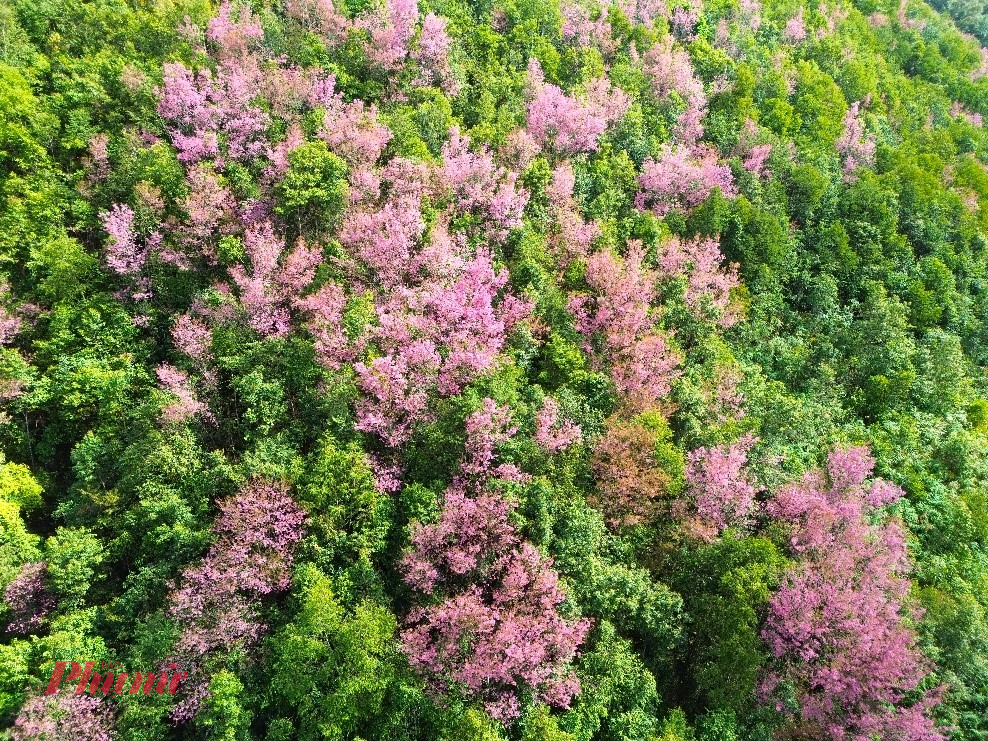 Hoa Tớ dày nở rộ trên các sườn đồi Thôn La Pán Tẩn