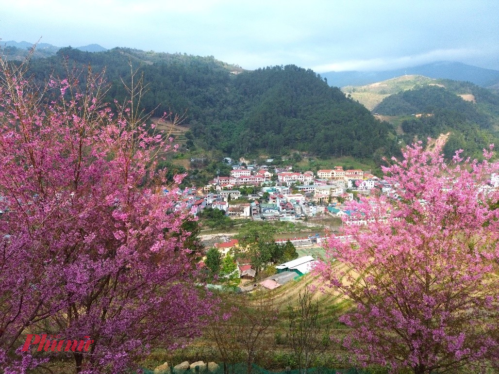 Một góc nên thơ của xã Mù Cang Chải trong mùa hoa tớ dày