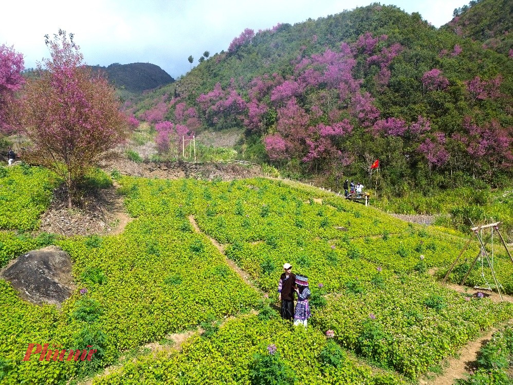 Tháng 12, các thôn bản của xã Mù Cang Chải, xã Púng Luông, đã bừng sáng trong sắc hoa tớ dày nở rộ. Loài hoa đặc trưng của núi rừng Tây Bắc bung nở đồng loạt, phủ hồng những sườn đồi, ven nương, lối bản tạo nên bức tranh mùa Xuân vừa mộc mạc vừa nên thơ. 