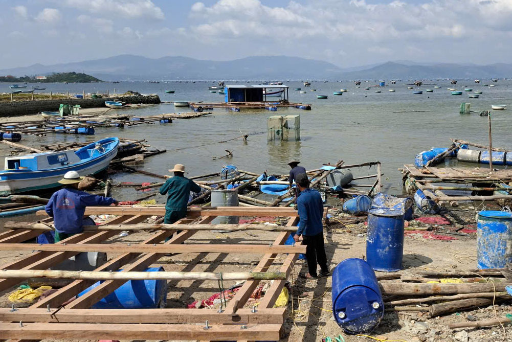 Những ngày này, tại khu vực Vũng Dông, Vũng Chào của vịnh Xuân Đài (thuộc phường Sông Cầu), người nuôi tôm hùm đóng lại lồng bè, gượng dậy sau thiên tai, chuẩn bị thả con giống vụ nuôi mới.