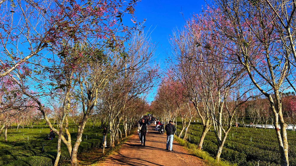 Quãng đường hơn 25 km di chuyển từ trung tâm thành phố đến Cầu Đất không làm giảm sức hút của điểm đến, bởi cảnh sắc thiên nhiên nơi đây mang lại cảm giác thư thái và đáng trải nghiệm. Các lối nhỏ đất đỏ chạy xuyên qua nông trường chè cũng trở nên thơ mộng hơn khi hai bên đường là những hàng mai anh đào nở dày, tán hoa giao nhau tạo thành vòm tự nhiên mềm mại.