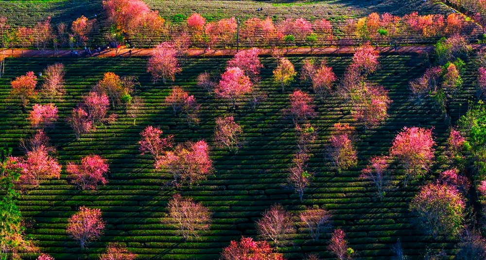 Từ trên cao nhìn xuống, các đồi chè uốn lượn mềm mại như những dải lụa xanh, điểm xuyết là hàng trăm cây mai anh đào nở rải rác, tạo nên bố cục màu sắc hài hòa và cuốn hút.