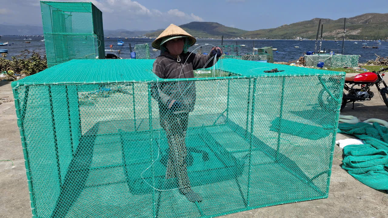 Bà Bùi Thị Nhung- ở Vũng Lắm (phường Xuân Đài)- cho hay: Bão số 13 tiếp đó là lũ lịch sử, vùng nuôi tôm trên vịnh Xuân Đài thuộc phường Sông Cầu 10 bè thì 9 bè trôi lồng nuôi tôm.  Gia đình ông vừa mất gần 2 tấn tôm hùm trong đợt lũ, thiệt hại gần 2 tỉ đồng. 