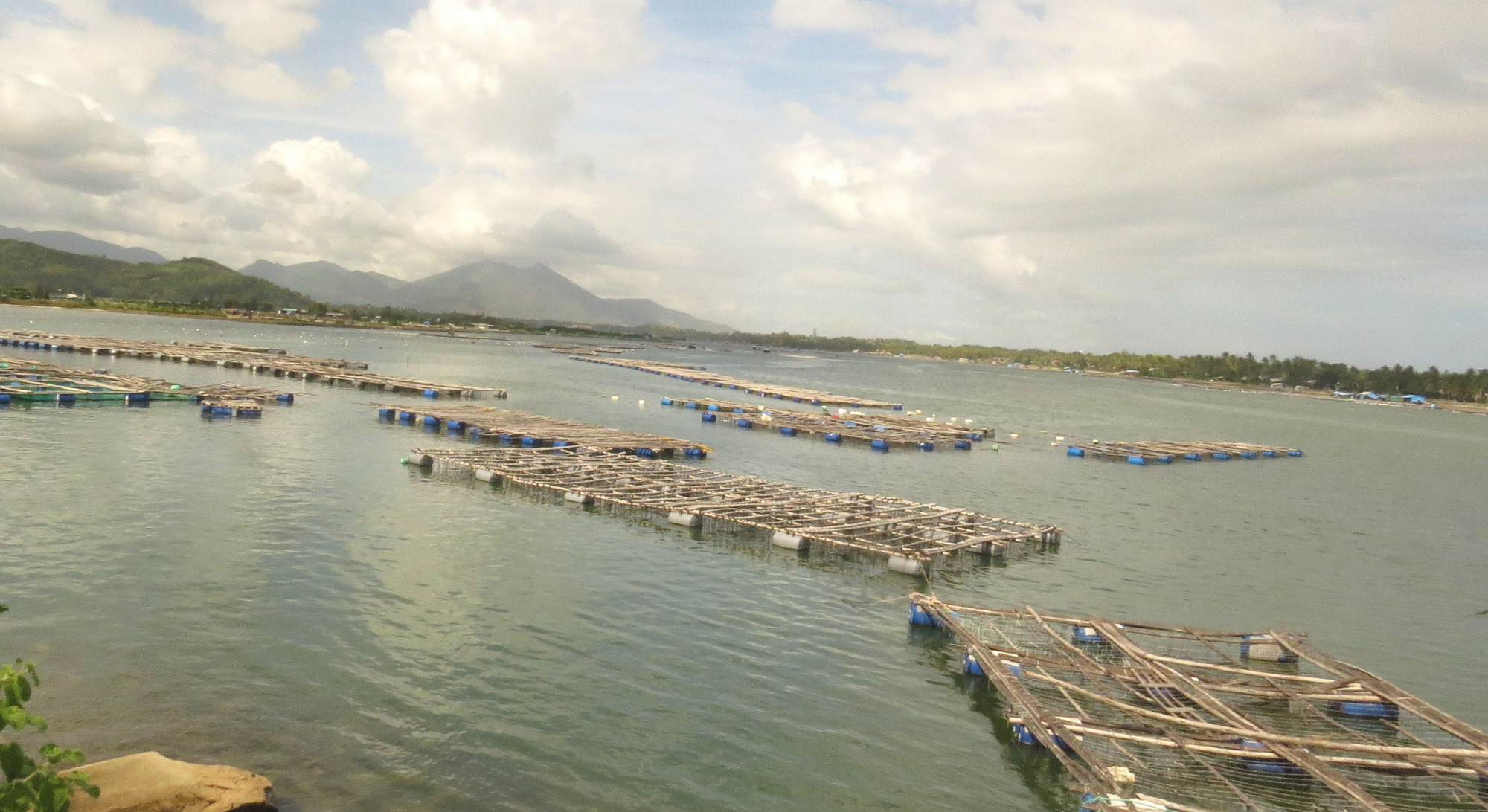 Ngoài đóng bè nuôi tôm người dân đóng bè tre nuôi hàu làm thức ăn cho tôm hùm gọi là bè cặp (bè gỗ nuôi tôm, bè tre nuôi hàu). Vật tư tăng giá, mỗi lồng bè mới tốn từ 25–30 triệu đồng. Tiền lồng bè, con giống và thức ăn đang là gánh nặng lớn đối với các hộ nuôi tôm hùm tại phường Sông Cầu và Xuân Đài.