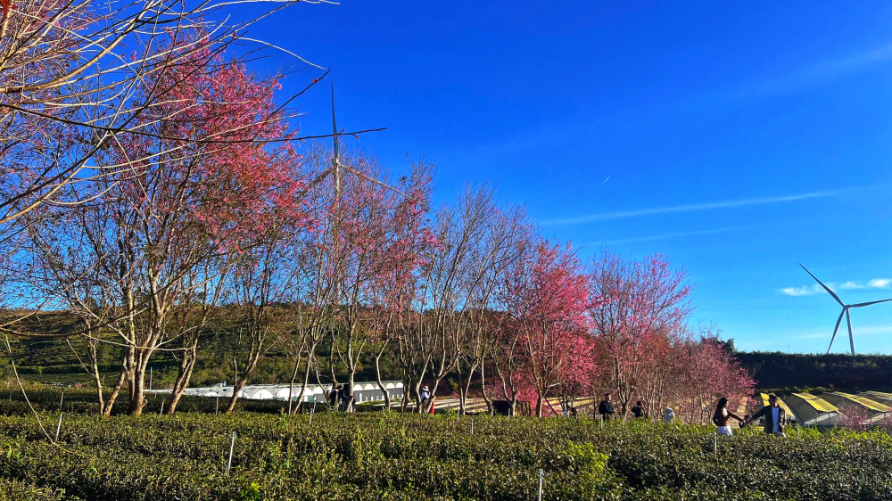 Dưới các tán mai anh đào, nhiều gia đình và cặp đôi thong thả dạo chơi, tận hưởng không khí trong lành và không gian rộng mở của đồi chè. Việc phân bố hoa rải rác trên diện tích lớn cũng giúp giảm tình trạng tập trung đông người, tạo điều kiện để du khách có những trải nghiệm thoải mái hơn. Sắc hoa nở muộn không chỉ mang giá trị cảnh quan, mà còn trở thành lời mời gọi nhẹ nhàng, đưa du khách tìm về với nhịp sống chậm và vẻ đẹp nguyên bản của cao nguyên Đà Lạt.