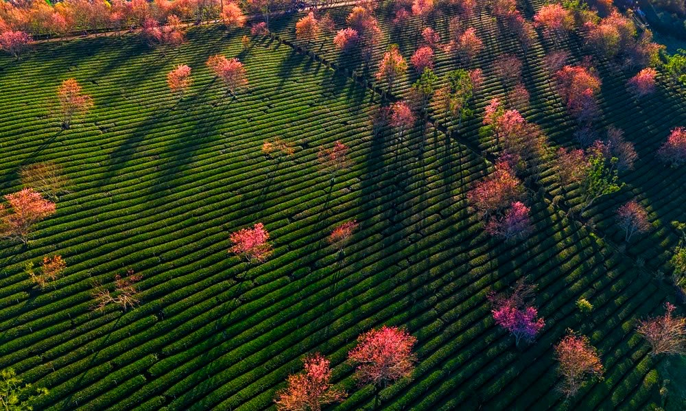 Giữa không gian rộng lớn của đồi trà Xuân Trường, nhiều cây mai anh đào cổ thụ vươn mình nổi bật, trở thành điểm nhấn thị giác thu hút ống kính của du khách. Sắc hồng cánh sen của hoa tương phản rõ nét với màu xanh lục bảo của lá chè, tạo nên những khung hình đặc trưng chỉ có ở vùng ngoại ô Đà Lạt.