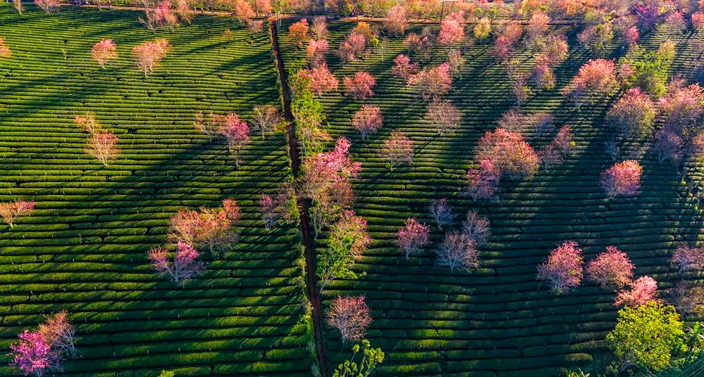Dù không nở đồng loạt như những năm thời tiết thuận lợi, mai anh đào năm nay lại gây ấn tượng bởi sự xen kẽ tự nhiên, giúp cảnh quan trở nên sinh động và có chiều sâu hơn.