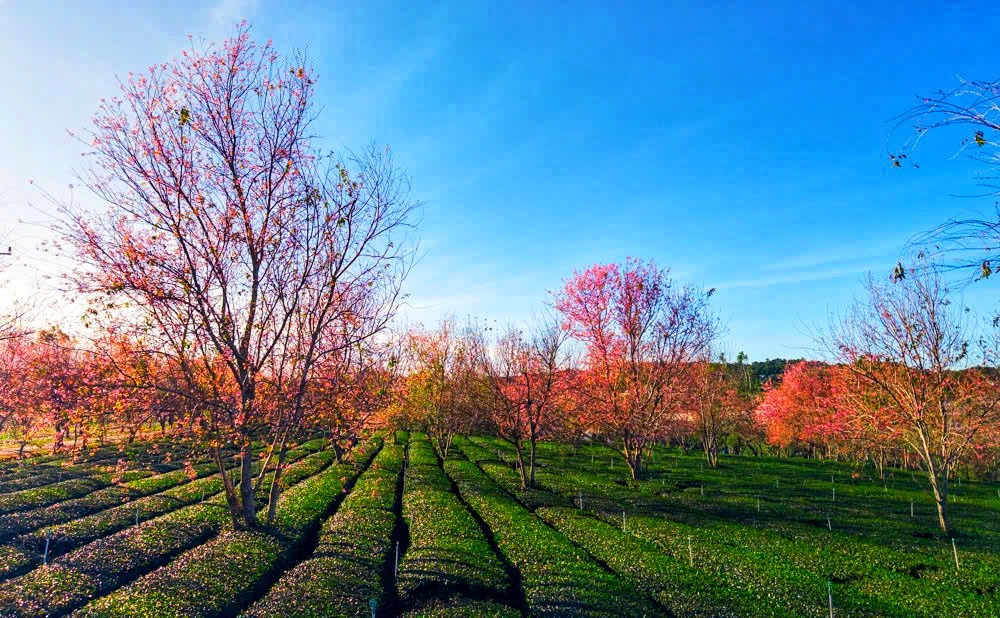 Ở cự ly gần, những chùm hoa mai anh đào tại Xuân Trường - Đà Lạt cho thấy cánh hoa dày, màu sắc đậm và độ bền cao hơn so với nhiều mùa trước. Mùa mai anh đào tại khu vực Đà Lạt sẽ kéo dài, góp phần làm sôi động thị trường du lịch Đà Lạt trong dịp Tết Nguyên đán.