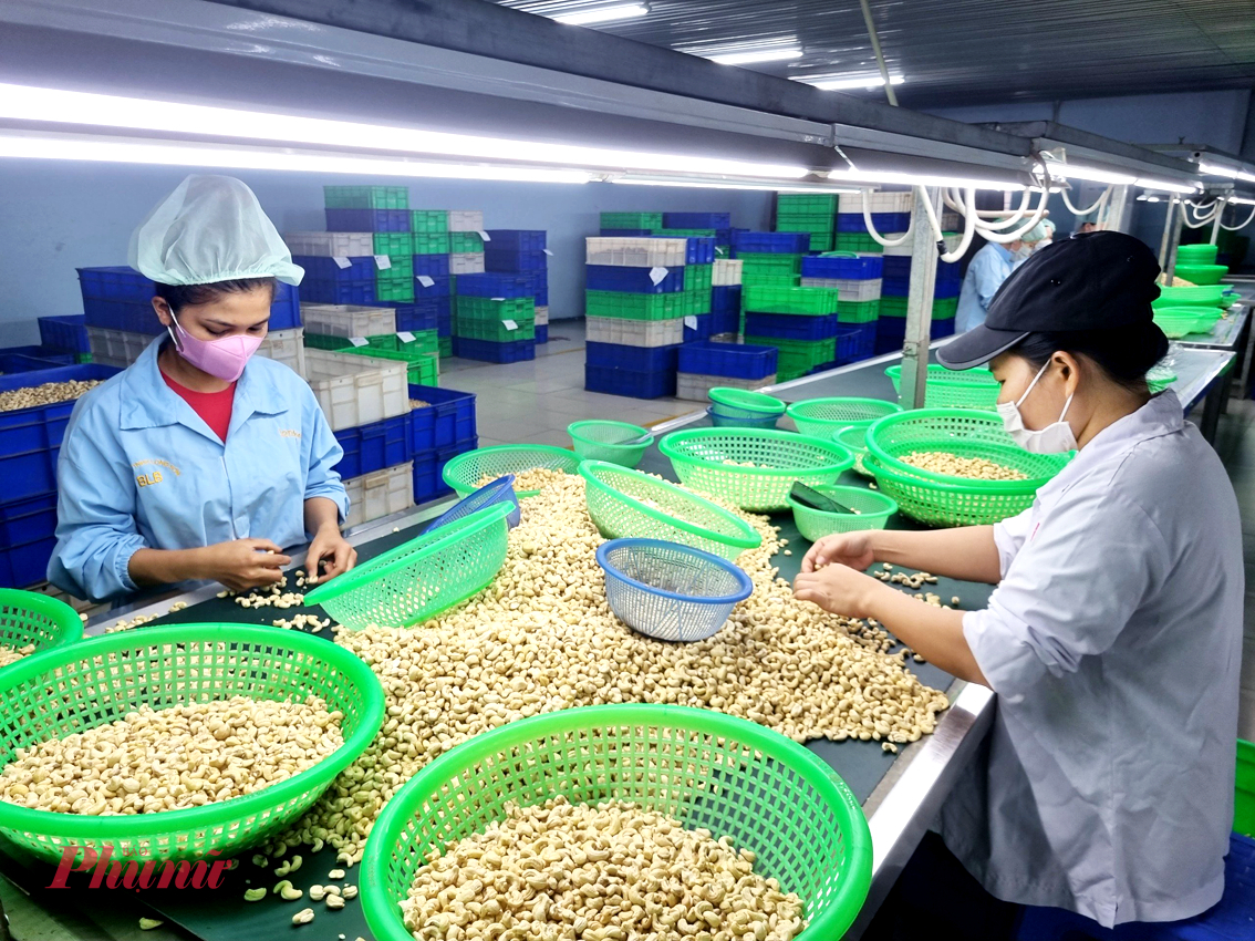 Ngành điều là một trong những ngành minh chứng cho sự lệ thuộc vào nước ngoài