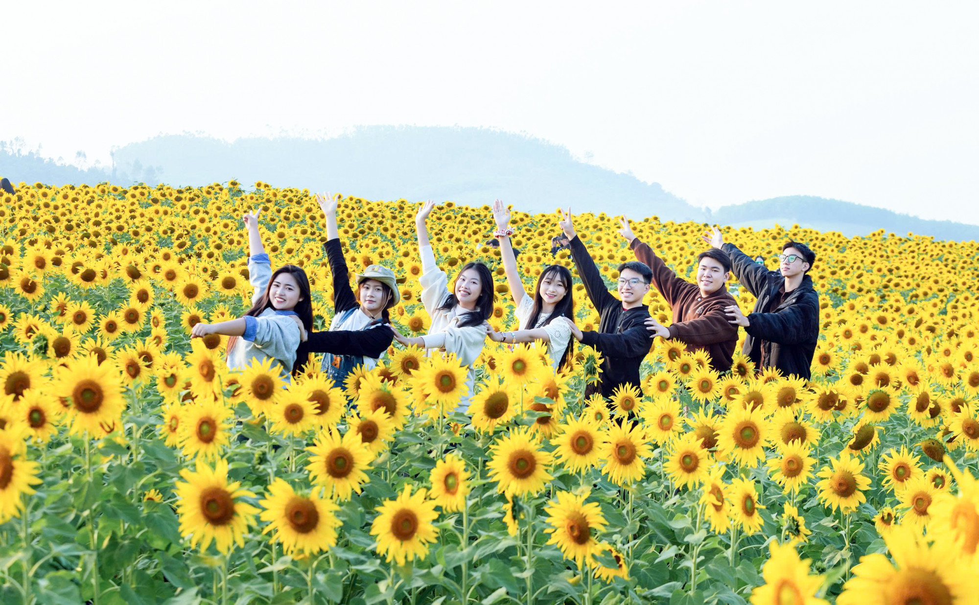 Vẻ đẹp của cánh đồng hoa hướng dương thu hút nhiều nhóm bạn trẻ tìm về tham quan, chụp ảnh - Ảnh: Rạng Đông