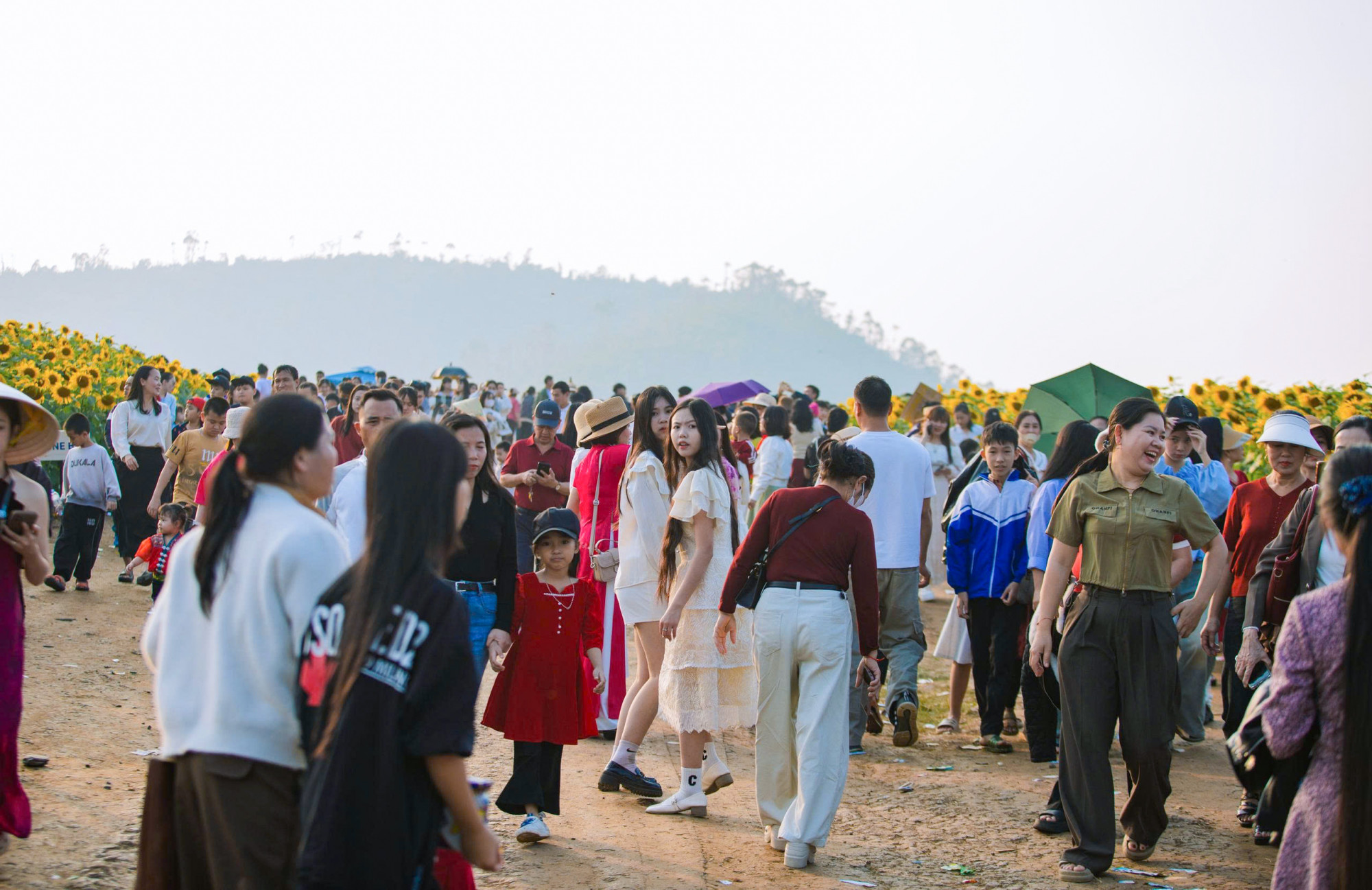 Đường vào cánh đồng hoa hướng dương thường ken đặc người dịp cuối tuần - Ảnh: Rạng Đông