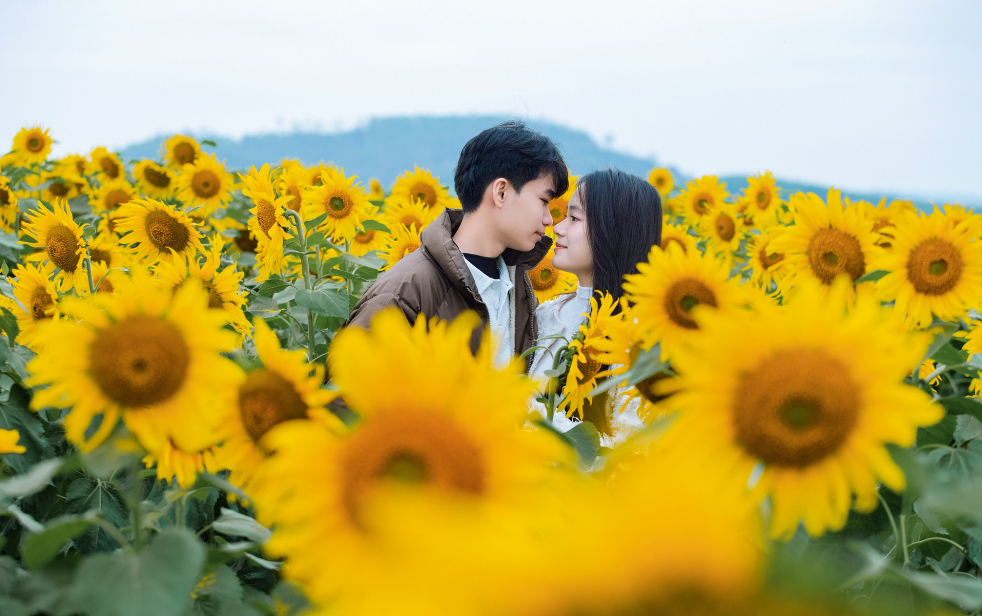 Nhiều bạn trẻ “lưu giữ” thanh xuân bằng những bộ ảnh giữa biển hoa vàng rực - Ảnh: Rạng Đông