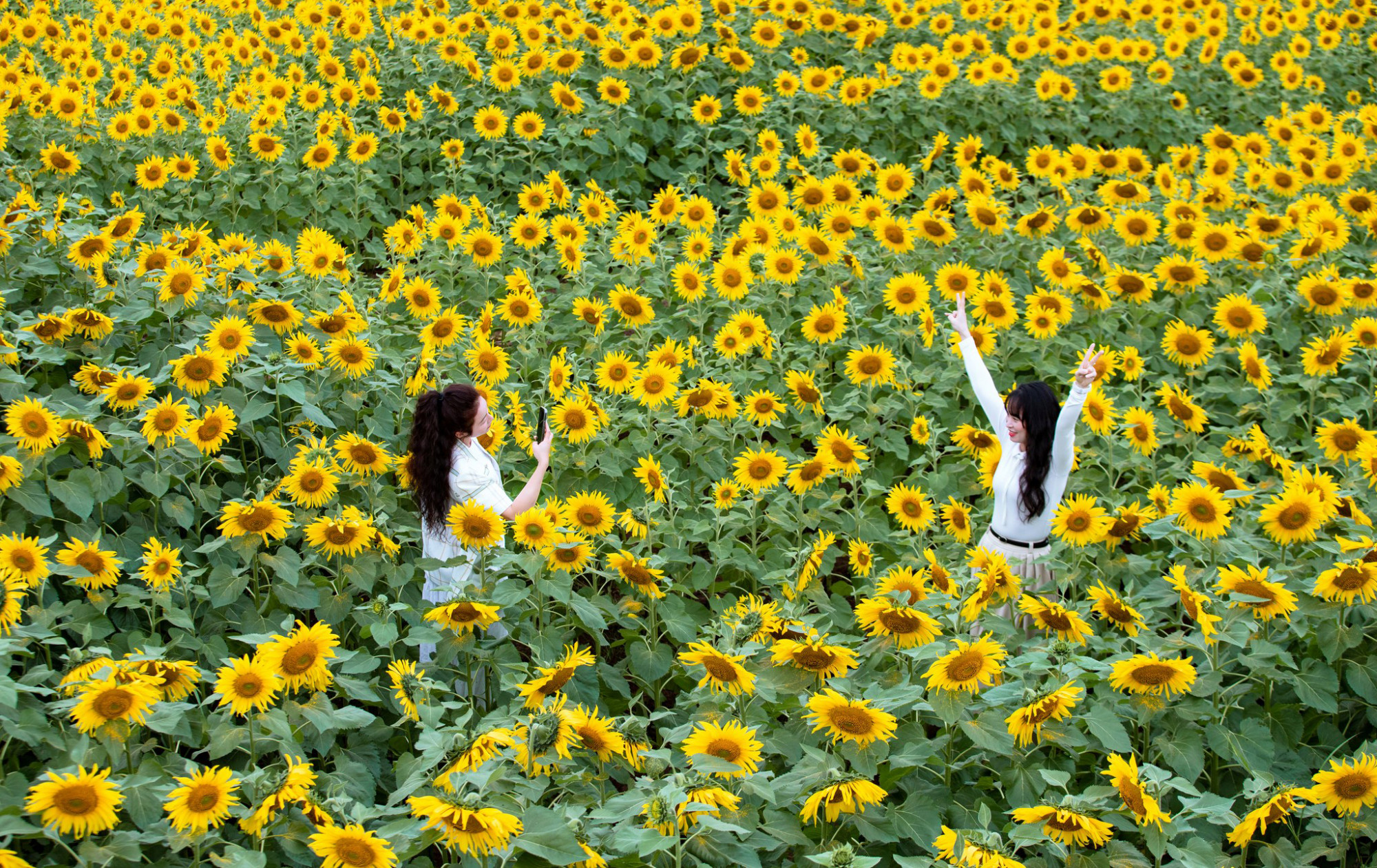 Hoa hướng hương bung nở rực rỡ dịp cuối năm - Ảnh: Rạng Đông