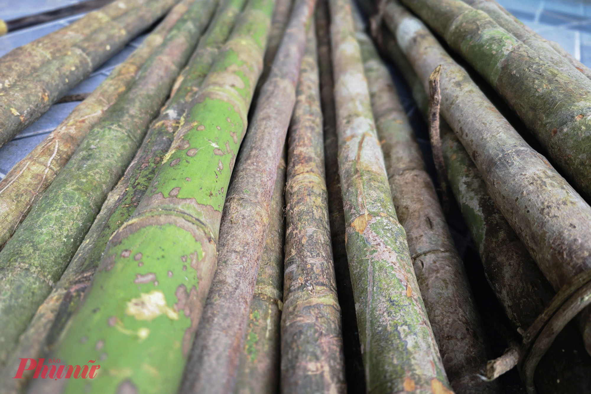 Theo người dân, cau Nàng Rưng có đặc tính thân cây thẳng, nhiều mắt, khi trổ hoa rất đẹp, song quả lại không ăn được. Trước đây, cau Nàng Rưng sinh sống phát triển nhiều ở các triền đồi tỉnh Hà Tĩnh, song nay ngày một hiếm, người dân phải đi đến các tỉnh lân cận như Nghệ An, Thanh Hóa, Quảng Trị, thậm chí sang Lào để thu mua.