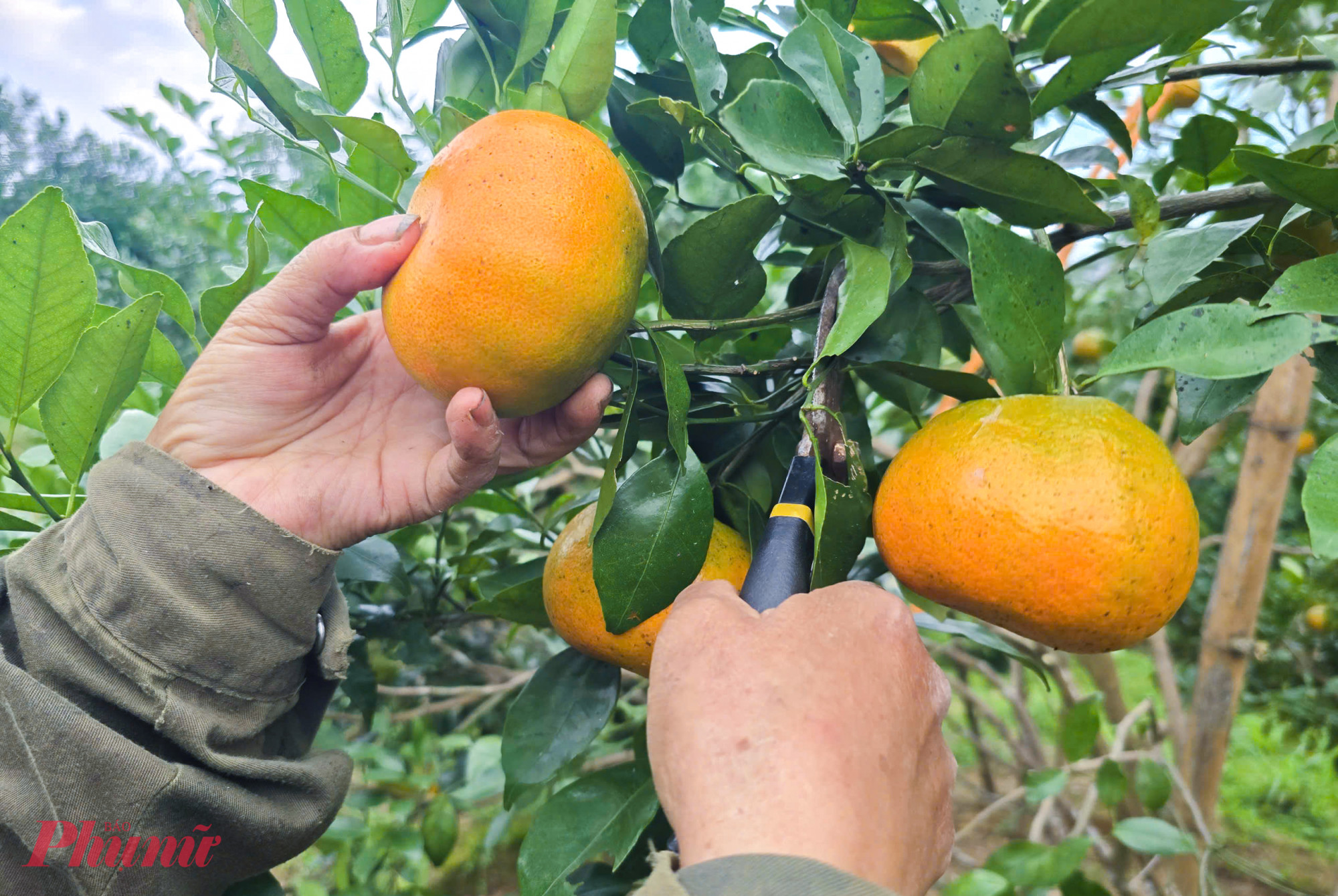 Cam bù Hương Sơn đầu vụ được bán với giá từ 20.000 - 30.000 đồng/kg và thường tăng gấp đôi dịp cận tết