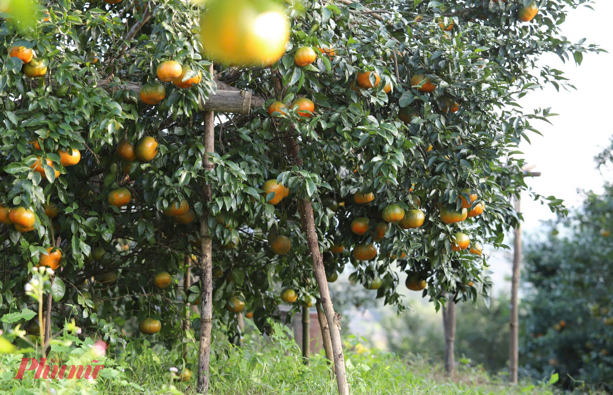 Những cành cam sai quả được chống đỡ cẩn thận bằng cọc tre, gỗ