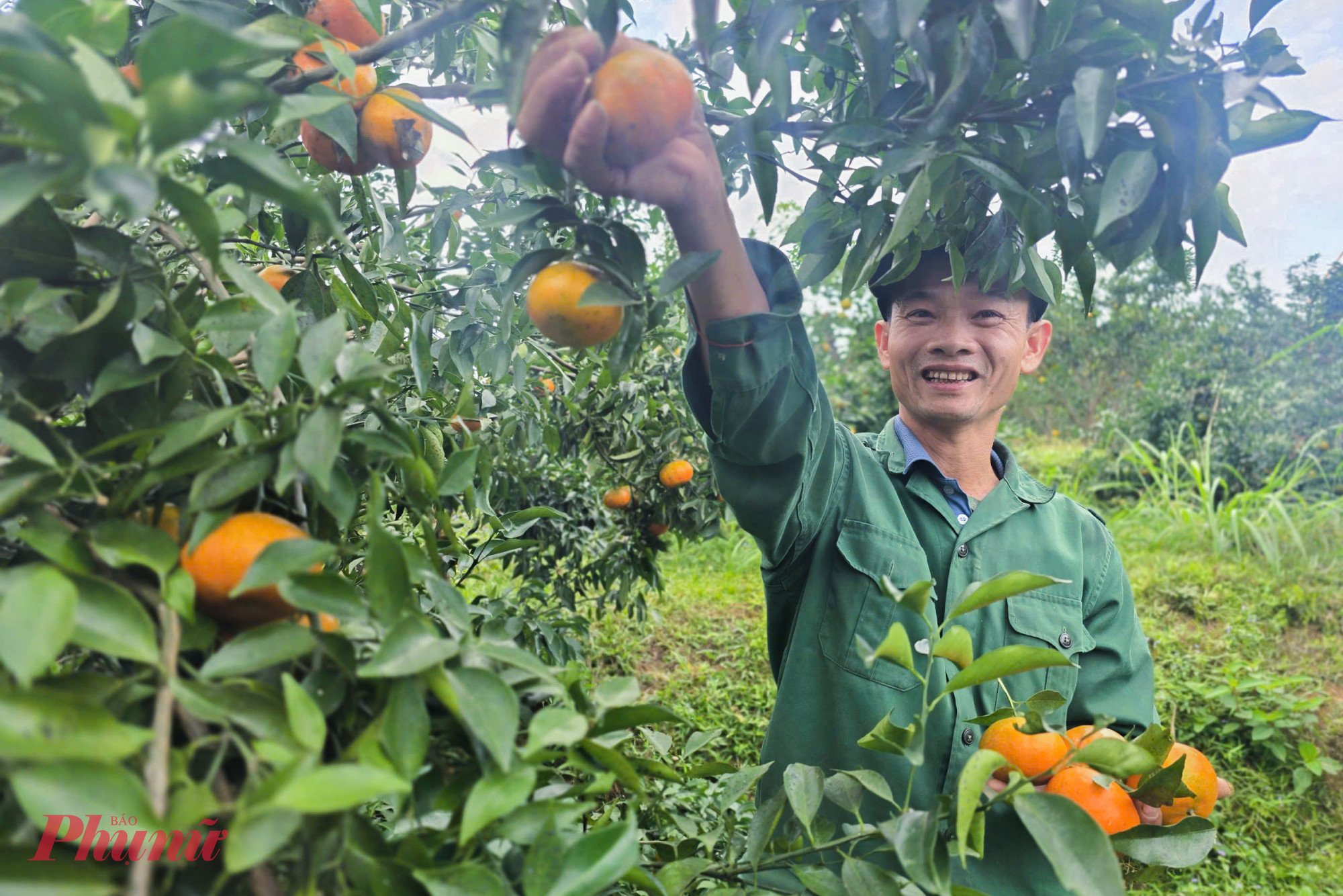Ông Viên thu hoạch cam bù chín đầu vụ