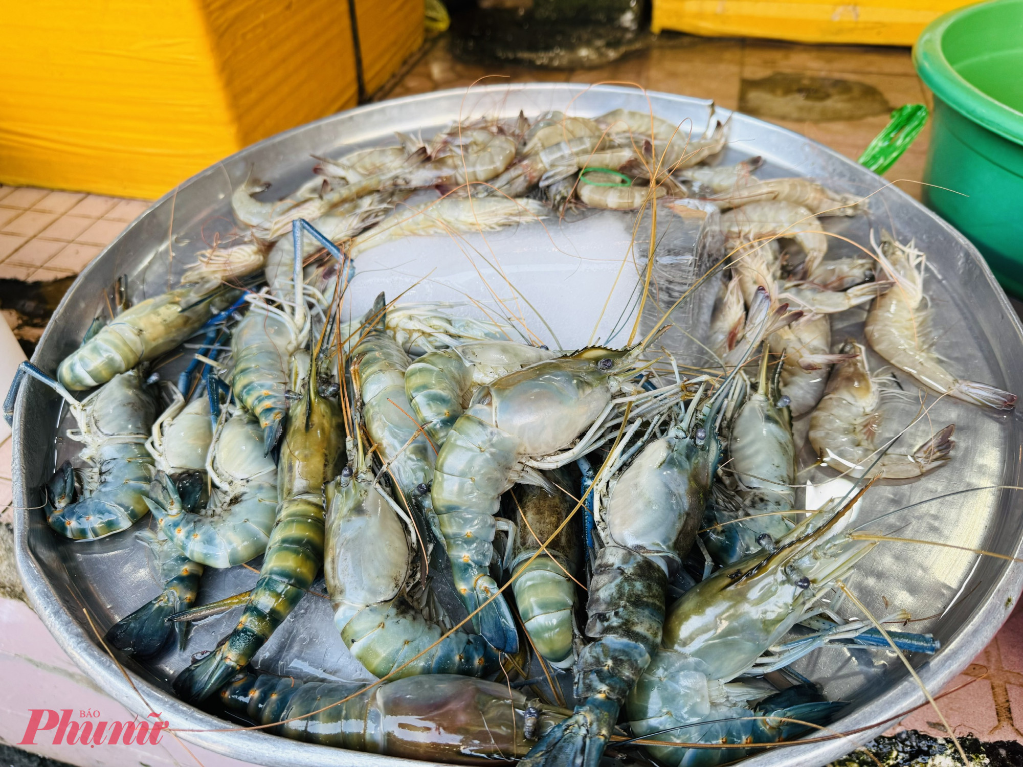 Các loại tôm càng xanh này chỉ có giá 180.000 đồng/kg. Do ế ẩm nên tôm không còn tươi như mọi khi