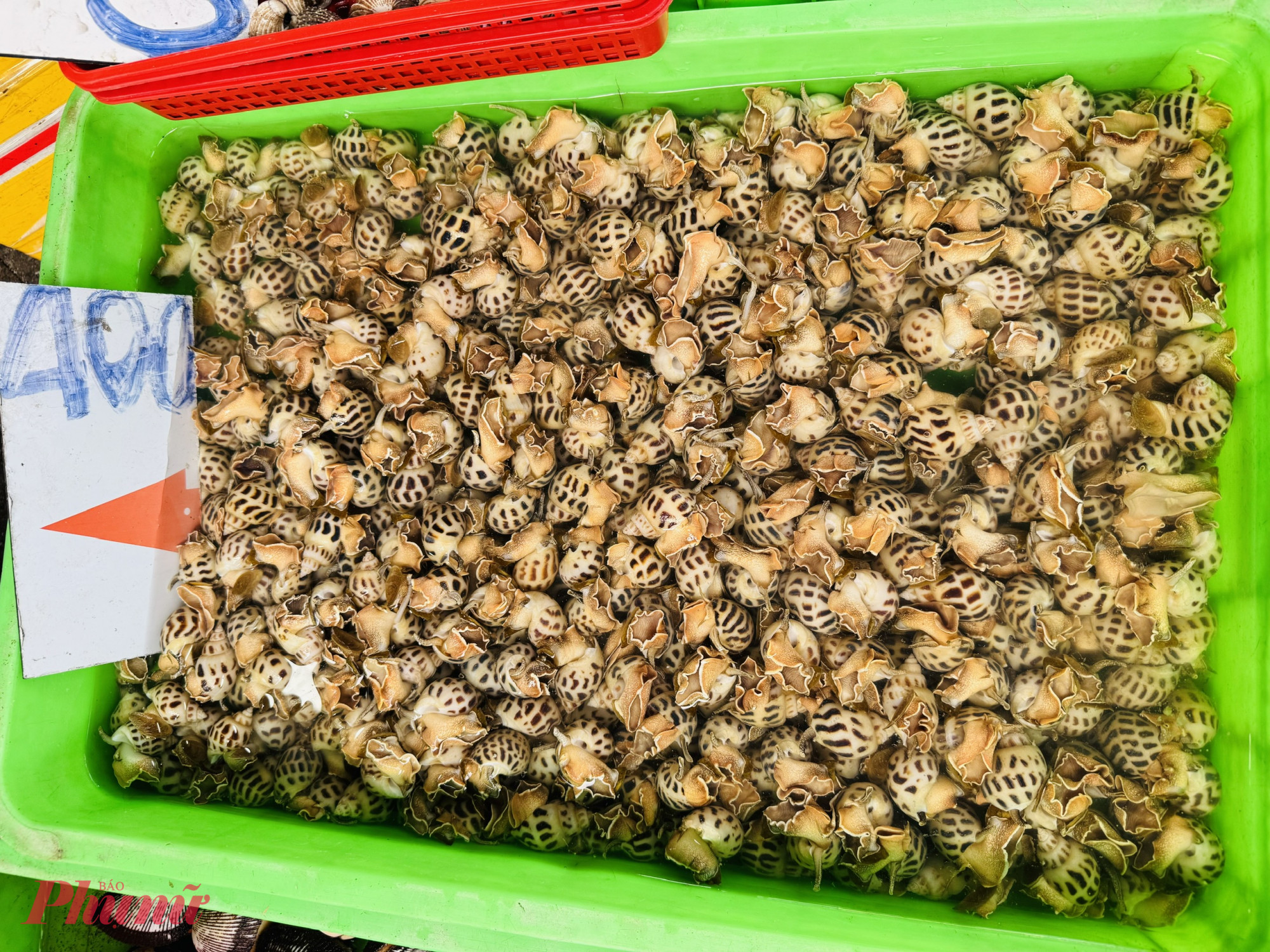 Ốc hương cũng tăng khoảng 50.000 đồng/kg, lên 400.000 đồng/kg