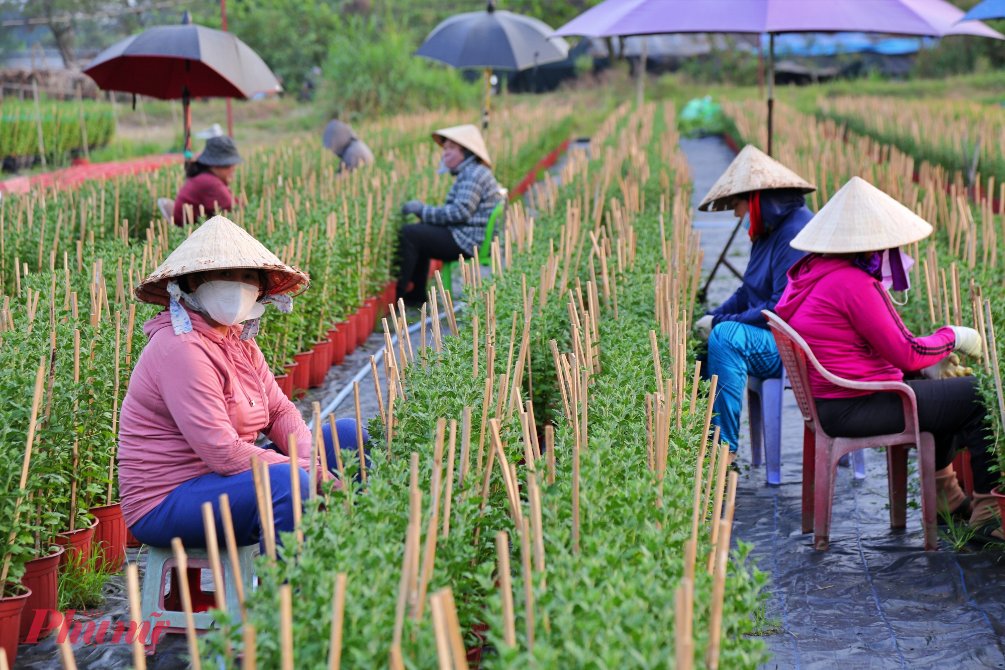 Dọc các khu vườn, người trồng hoa chia nhau từng công đoạn: người tỉa lá già, nhánh yếu; người xới đất, sang chậu; người cầm vòi tưới nước đều tay, canh lượng nước vừa đủ để cây không úng cũng không khô.