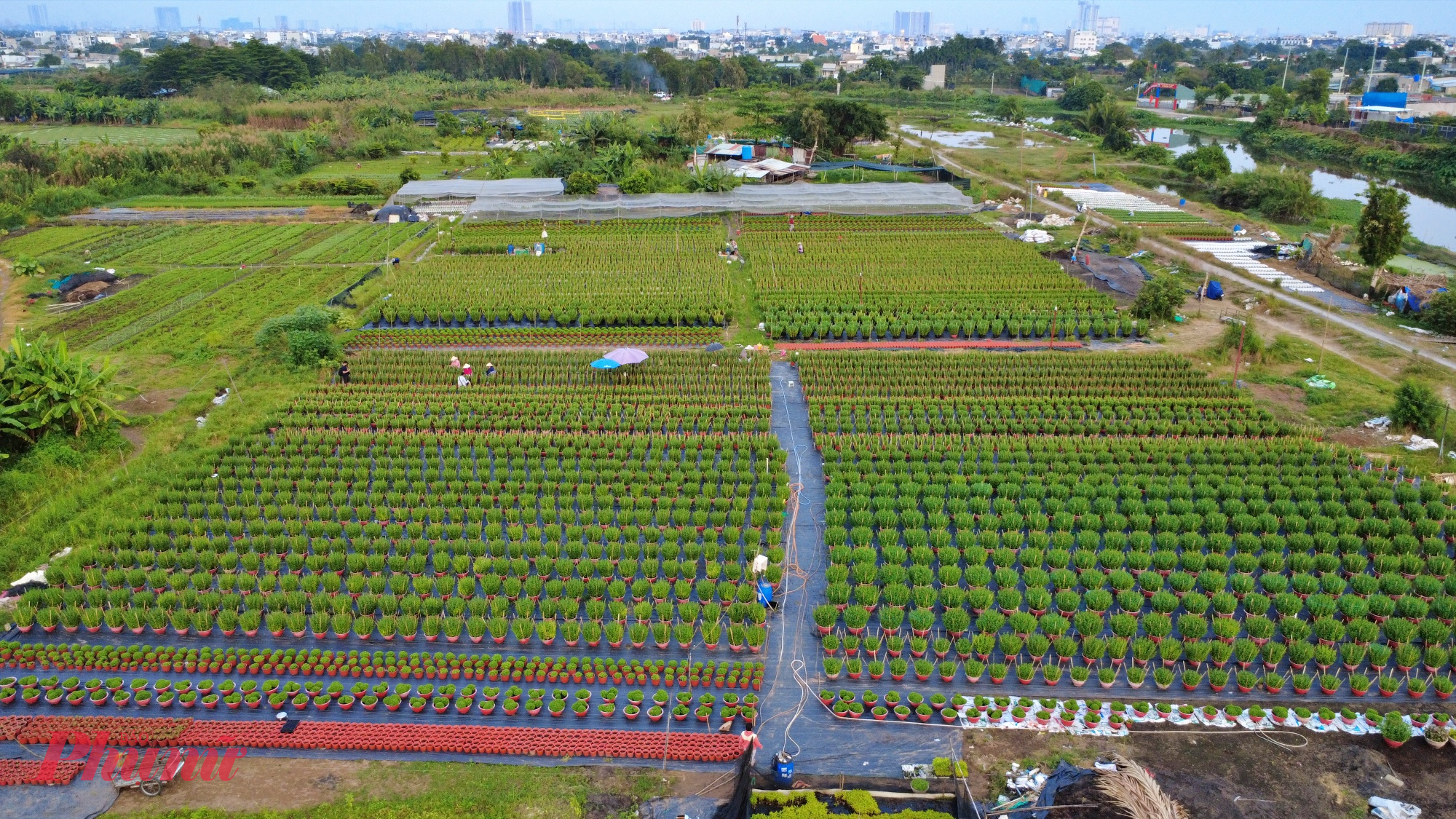 Giữa bộn bề lo toan về chi phí và thời tiết, những người trồng hoa Thới An vẫn miệt mài, tỉ mỉ chăm chút từng chậu hoa. Với họ, thành quả không chỉ là thu nhập dịp Tết, mà còn là niềm vui khi những sắc hoa do chính tay mình vun trồng góp phần mang mùa xuân đến khắp phố phường.