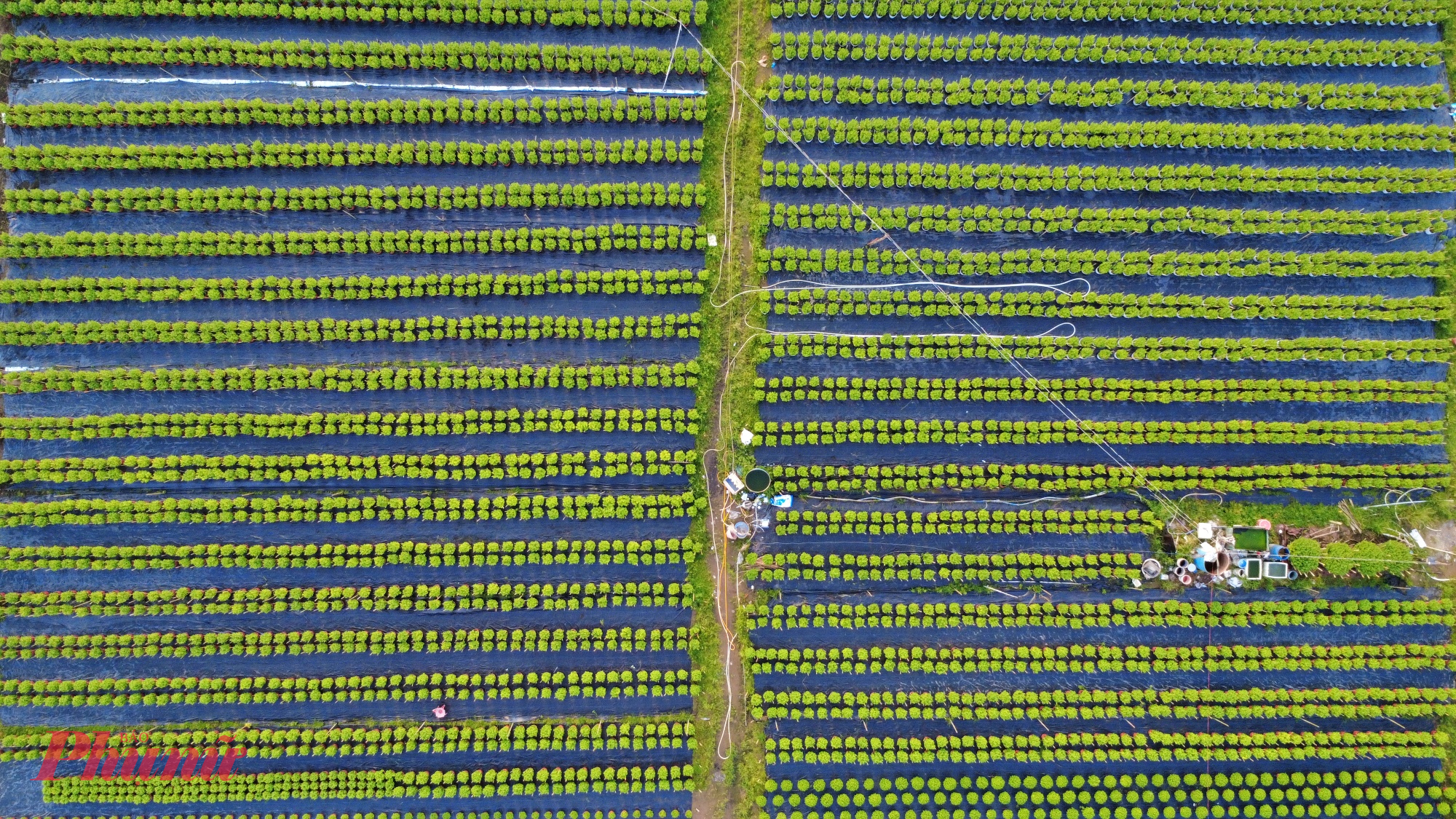 Vườn hoa của ông Nghiêm hiện có 3 công nhân làm việc thường xuyên với mức lương 7 - 8 triệu đồng/tháng, bao ăn ở, đảm nhiệm toàn bộ các khâu từ làm đất, gieo giống đến chăm sóc, tỉa cành