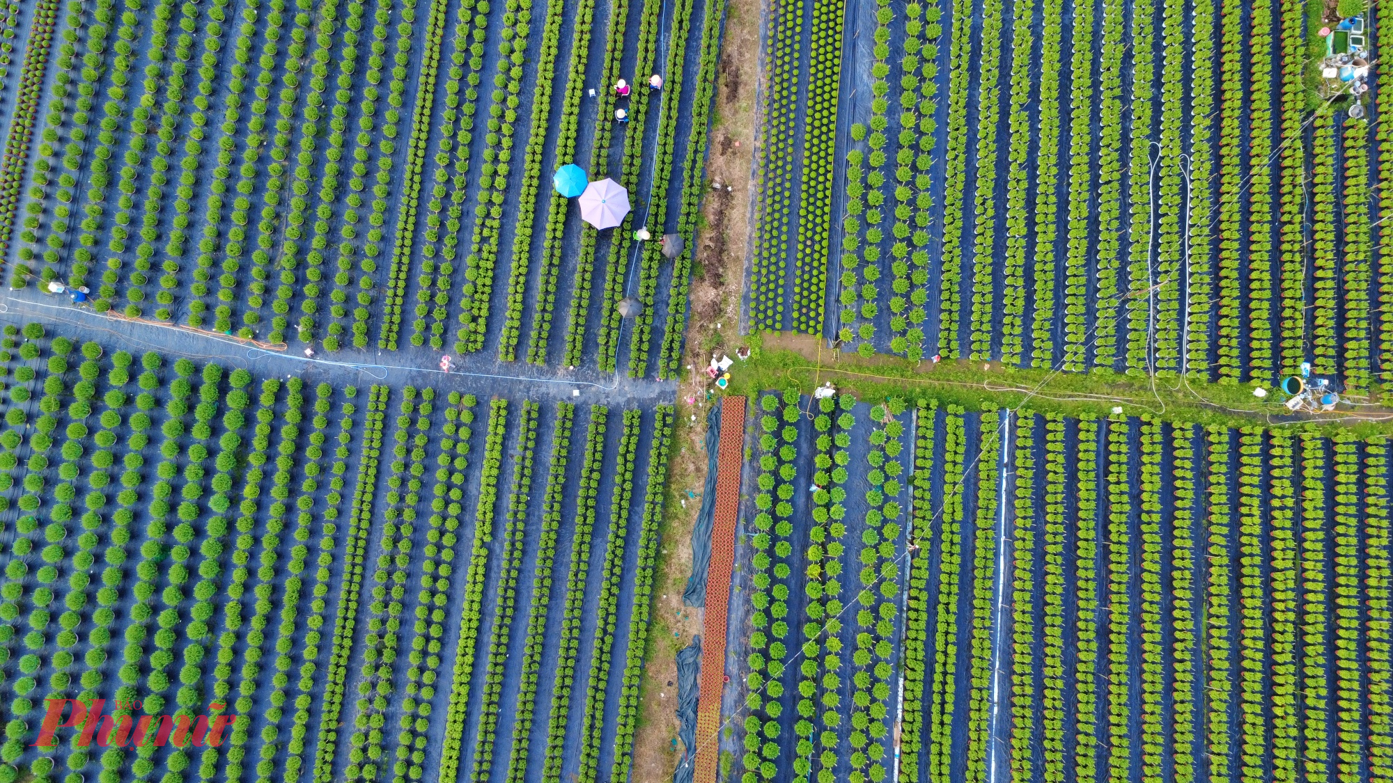 Với tiến độ hiện tại, khoảng 50 ngày nữa hoa sẽ nở rộ, sẵn sàng đưa ra chợ hoa Tết phục vụ người dân.