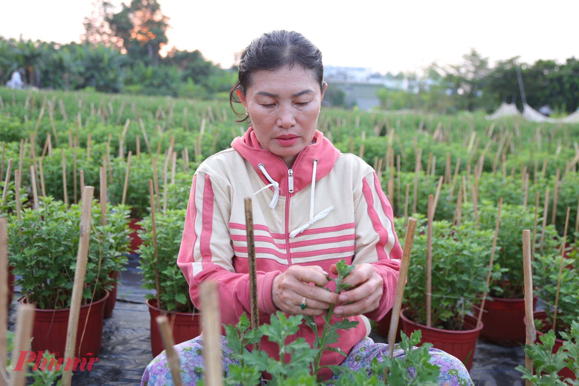 Gắn bó gần 30 năm với nghề, bà Trần Thị Kim Lan (52 tuổi, chủ vườn hoa) cho biết năm nay thời tiết thất thường khiến cây con chết khá nhiều, đòi hỏi người trồng phải theo dõi sát sao hơn bình thường.