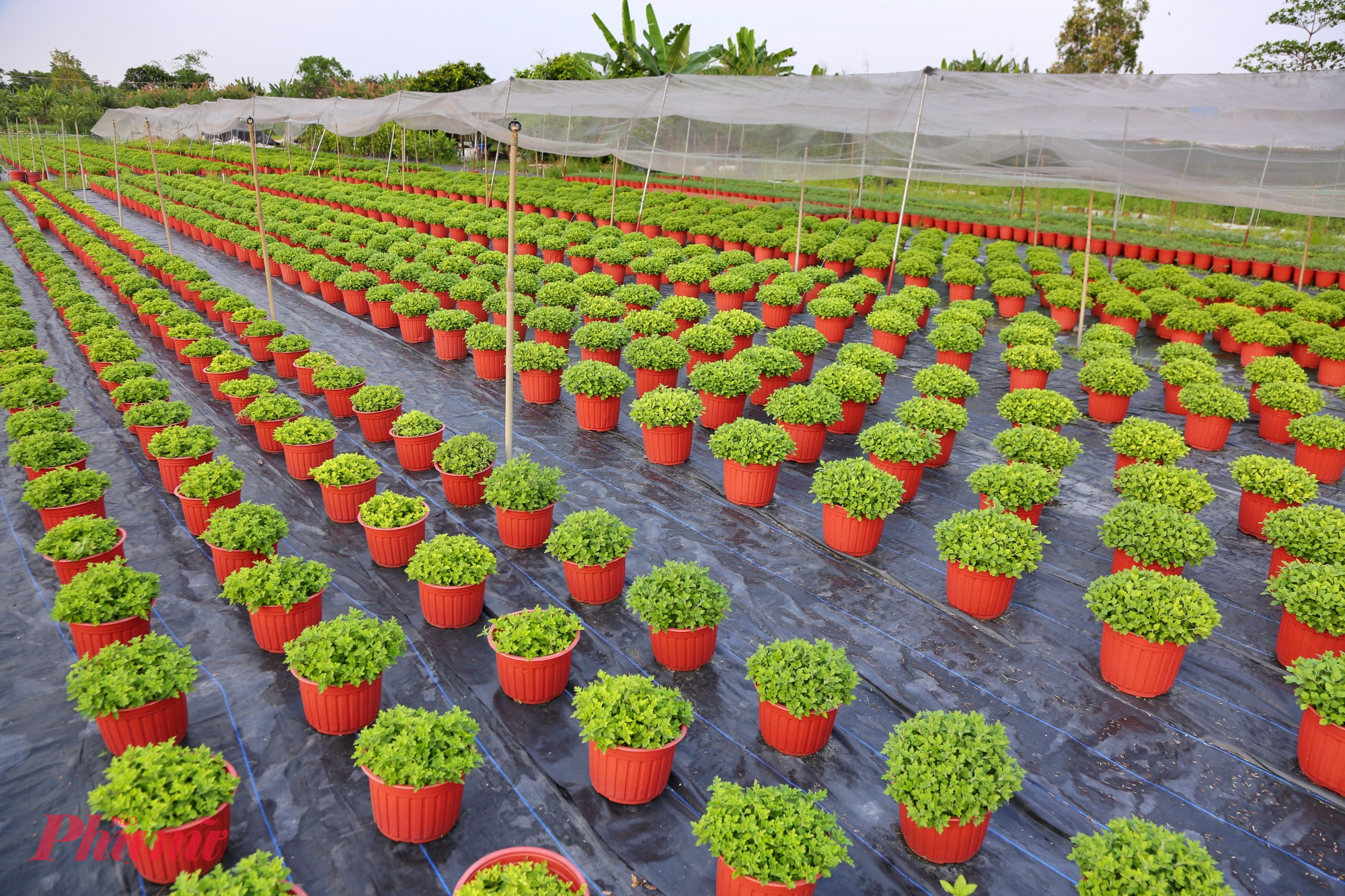 “Cận Tết, thương lái sẽ đến mua sỉ, nếu còn dư tôi bán lẻ tại vườn. Hoa chủ yếu đưa vào các chợ hoa trong nội thành. Giá cả phải tính toán sao cho vừa bù chi phí, vừa phù hợp với người mua,” bà nói.