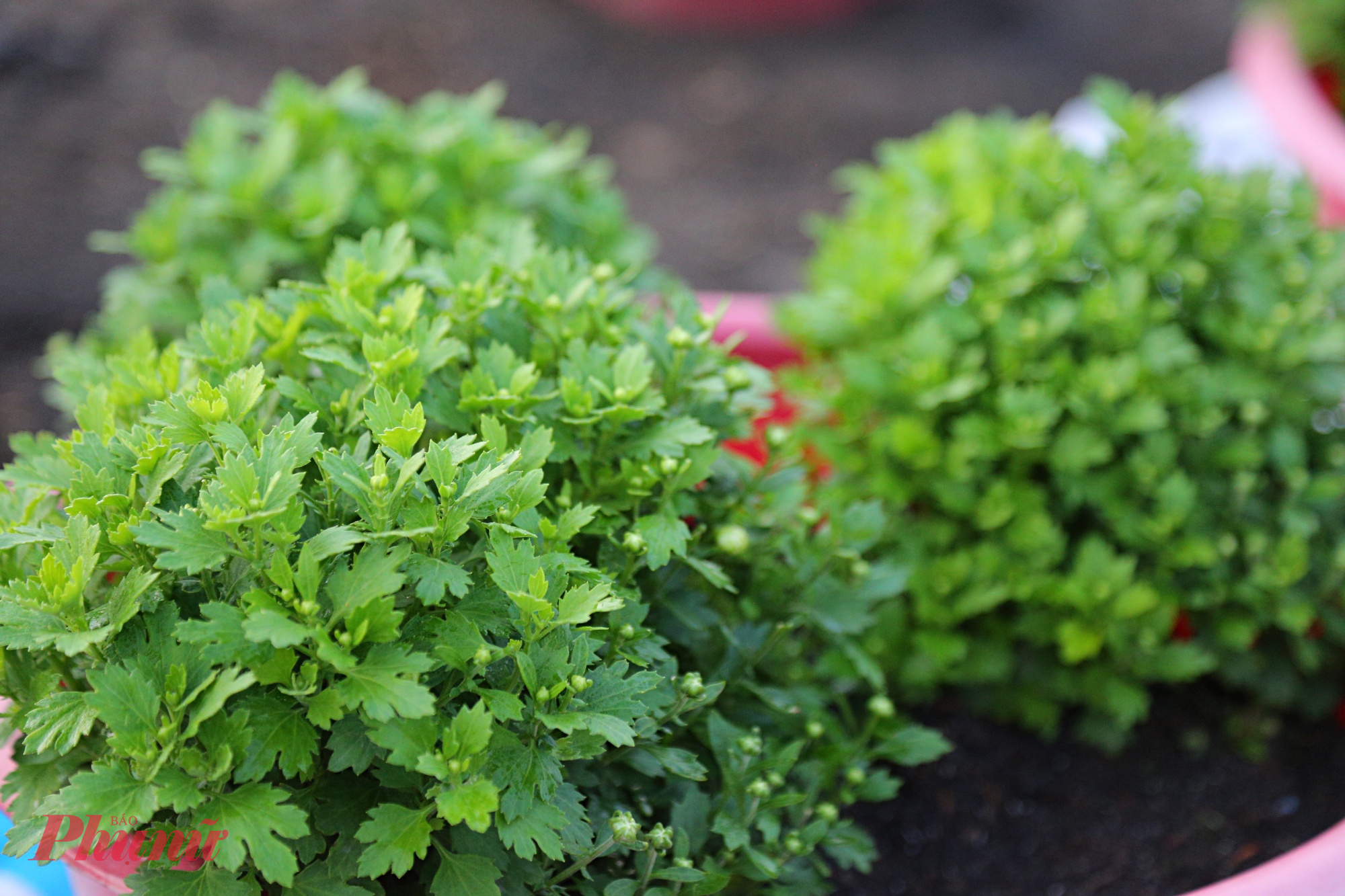 Một trong những loại cúc h