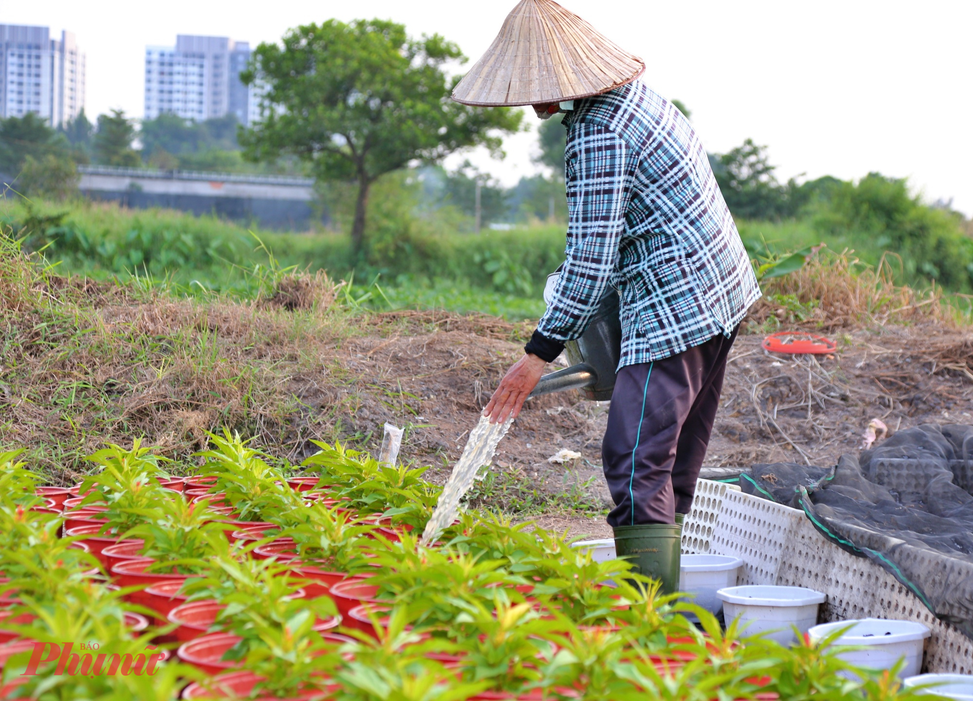 Theo bà Lan, chi phí phân bón, thuốc bảo vệ thực vật năm nay đều tăng, trong khi giá bán còn phụ thuộc nhiều vào thị trường. 