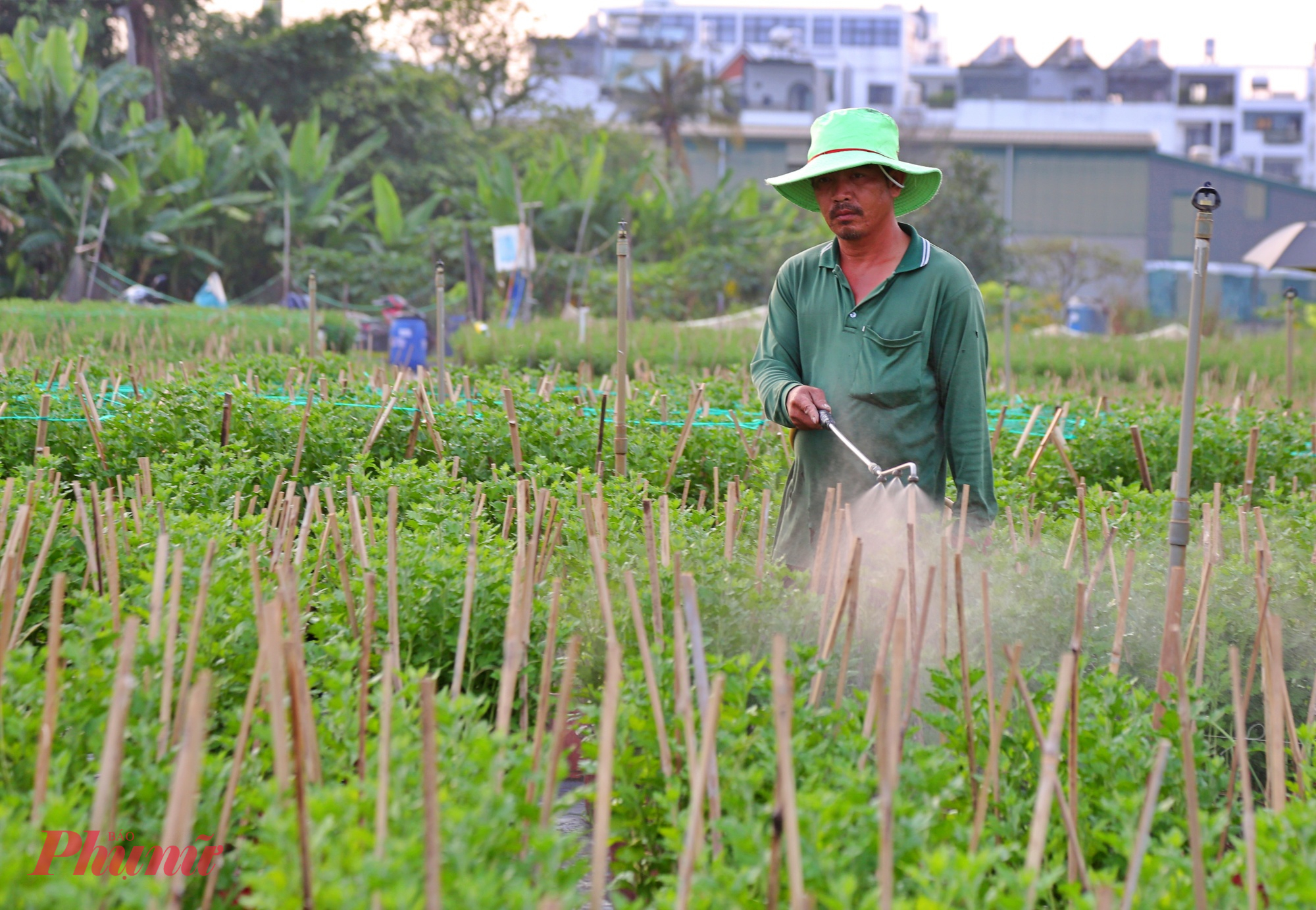 Công đoạn phun thuốc phòng sâu bệnh được thực hiện rất kỹ lưỡng, đúng liều lượng và thời điểm, bởi chỉ cần sơ suất nhỏ cũng có thể ảnh hưởng đến chất lượng hoa trong cả vụ Tết.