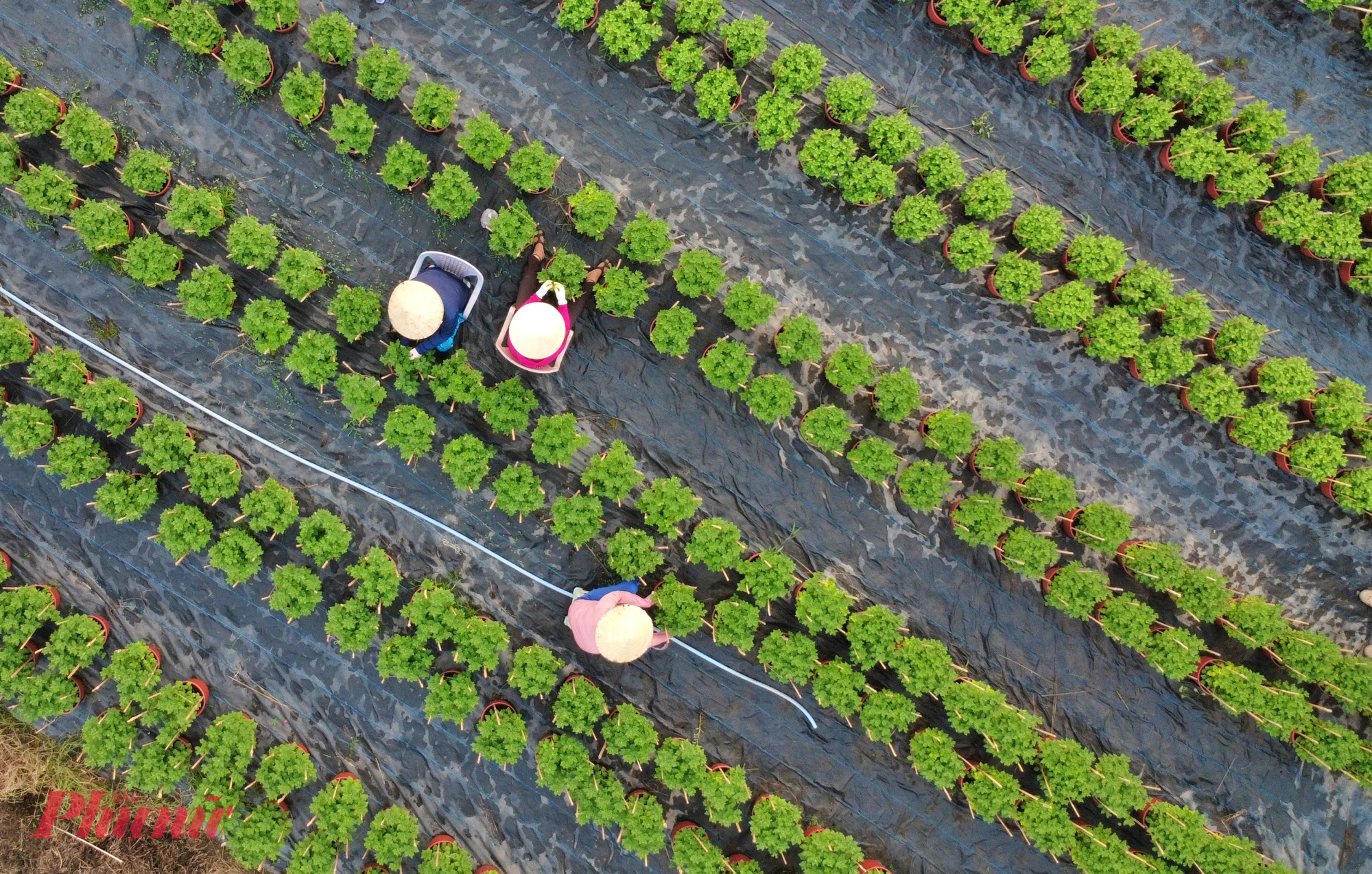 Khi bước vào những ngày Tết Dương lịch 2026, không khí tại làng hoa Thới An lại tất bật hơn vì Tết Nguyên đán Bính Ngọ đang cận kề.