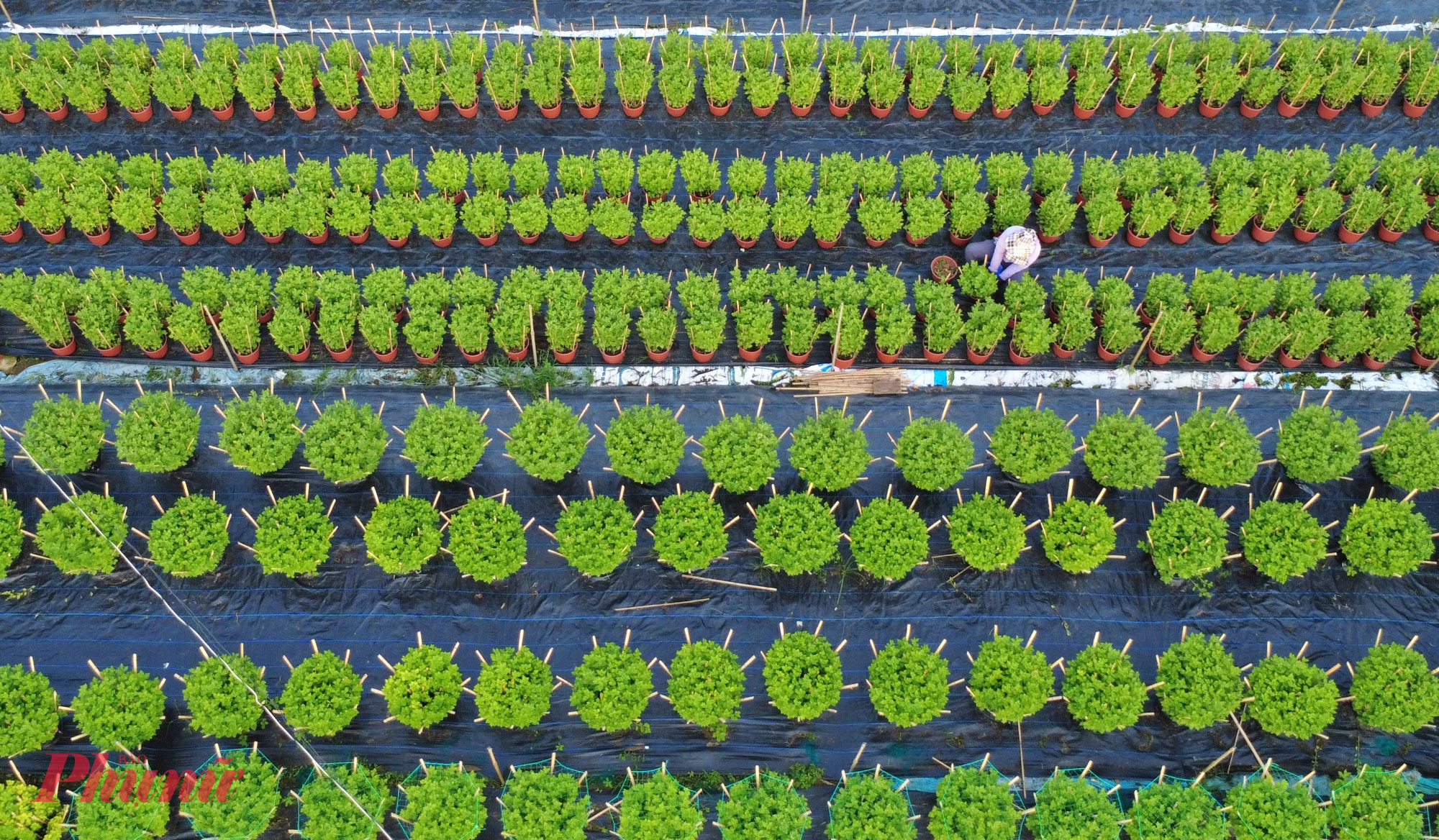 “Thời gian đầu mưa nhiều nên khâu thoát nước, phòng nấm bệnh được làm rất kỹ. Hiện thời tiết thuận lợi hơn, anh em tập trung tỉa cây, sang chậu, điều chỉnh ánh sáng để hoa phát triển đúng tiến độ,” ông Nghiêm cho hay.