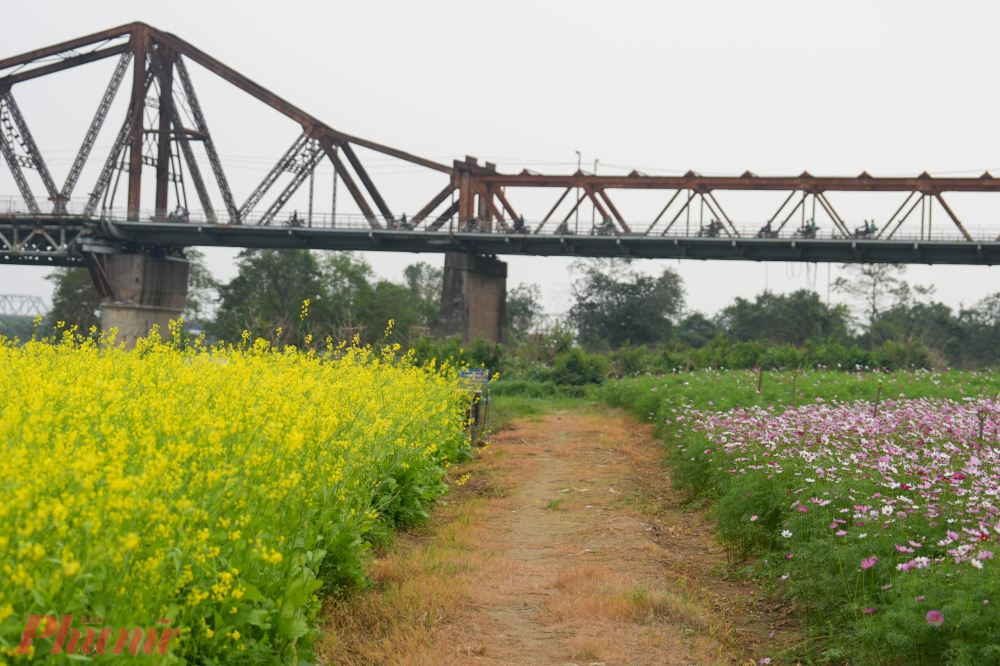 Bây giờ, ngay giữa trung tâm Hà Nội, một cánh đồng hoa cải hiện lên khoe sắc. Diện tích không quá lớn mênh mông như ở ngoại thành nhưng vẫn đủ rộng để chụp ảnh, tham quan