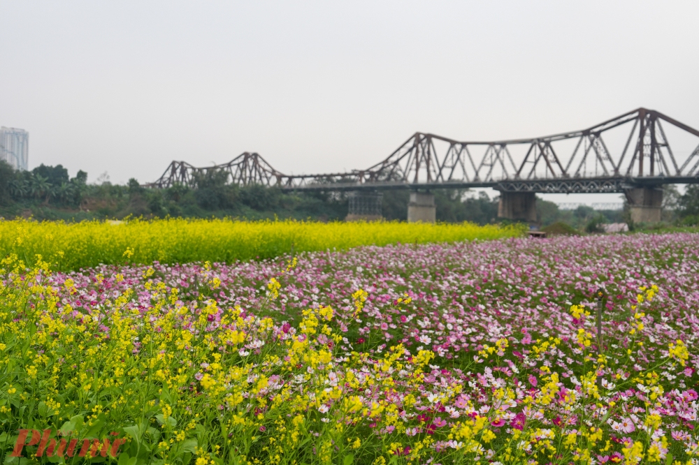 Những loài hoa mùa đông bung nở khoe sắc rực rỡ dưới chân cầu Long Biên.