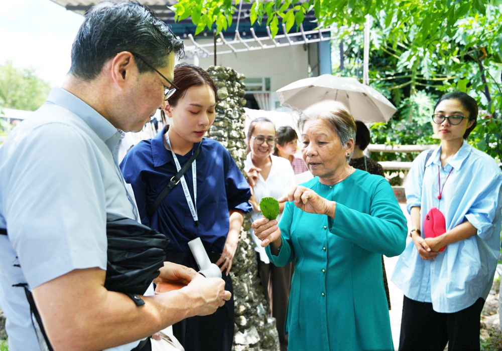 Bà Trần Thị Thương (giữa)  giới thiệu cây tai long với khách,  loài cây người làng Gò Cỏ chế biến thành nhiều món ăn - ẢNH: G.C.
