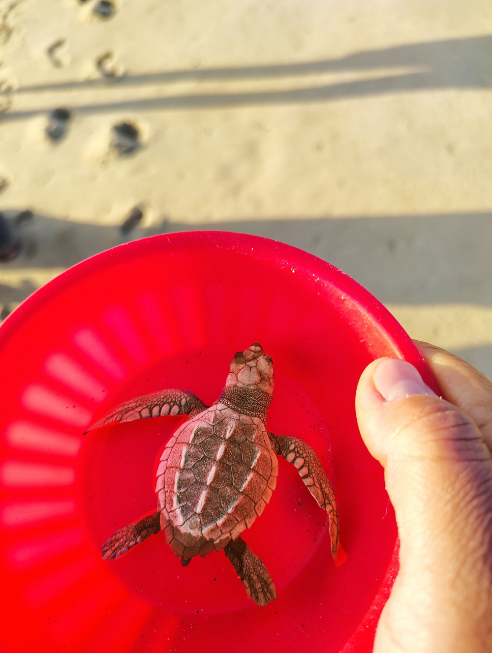 Một chú rùa con được trao cho các em trong khay nhựa nhằm tránh gây hại cho rùa - ẢNH: K.Đ.