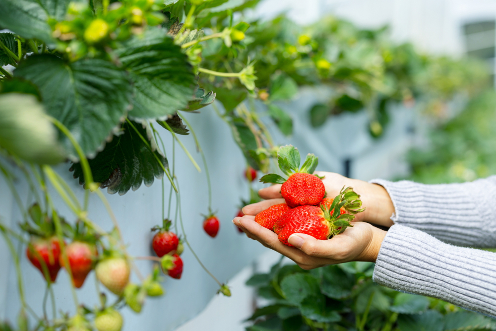 Sở thích ăn dâu trái mùa góp phần khiến các nhà kính lan rộng khắp vùng sa mạc