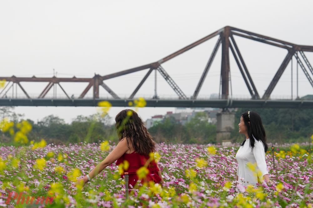 Chị Nguyễn Thu Hà (Cầu Giấy, Hà Nội) chia sẻ: 'Chúng tôi không chủ đích tới đây, những đi qua cầu Long Biên thấy cánh đồng hoa cải đẹp quá nên rẽ xuống chụp ảnh. Cánh đồng không quá lớn, nhưng hoa cải rất rực, rất đẹp'.