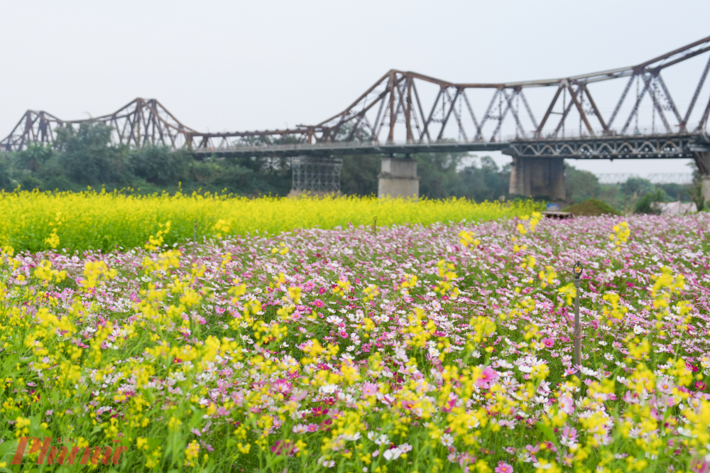 Những ngày đầu năm mới 2026, bến hoa Phúc Xá (phường Hồng Hà, TP Hà Nội) rực rỡ với sắc hoa cải vàng, hoa cánh bướm và hoa thược dược.