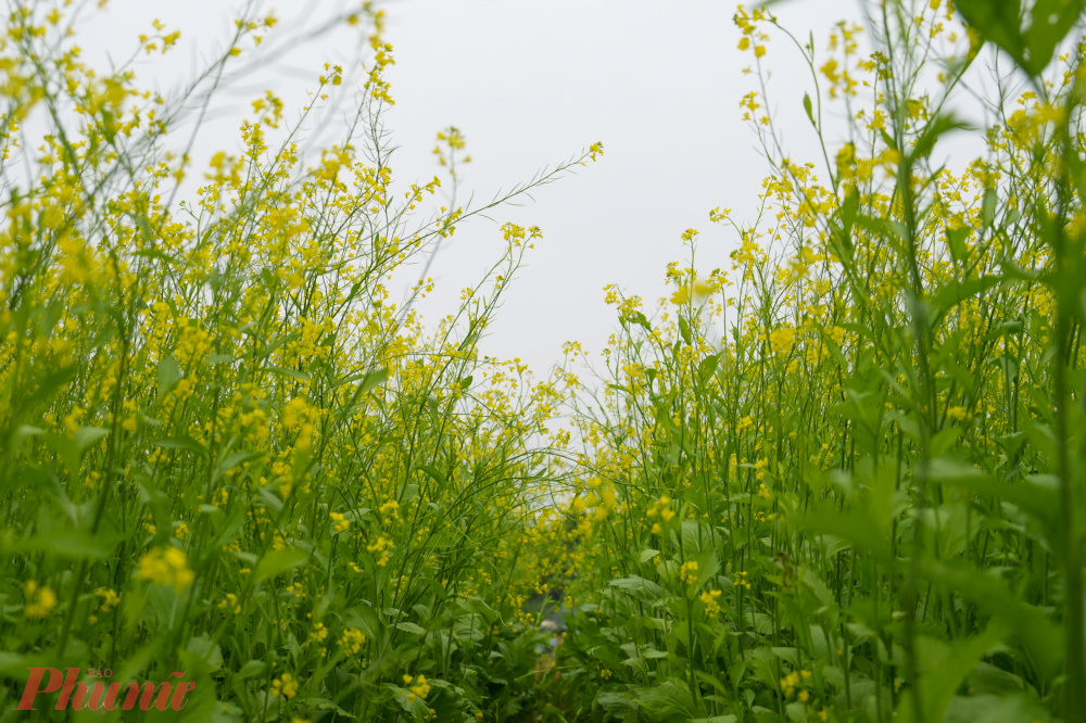 Trước đây, để có thể ngắm hoa cải vàng, người dân và du khách phải đi ra khỏi trung tâm TP Hà Nội, tìm đến cánh đồng hoa cải ở Thanh Trì hoặc Gia Lâm.