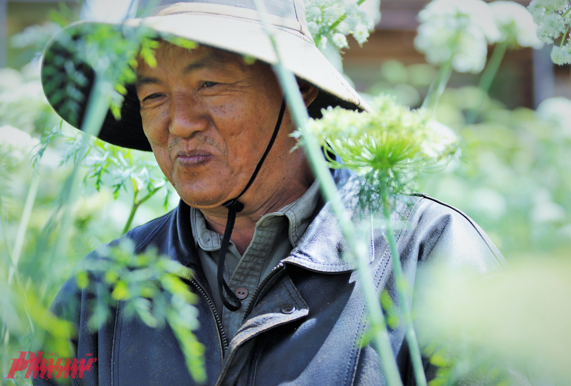 Chủ vườn hoa cà rốt ở thôn Đá Quý (xã Xuân Thọ) chăm chút cẩn thận cho vườn hoa, chờ ngày thu hoạch hạt giống - ảnh: Tuệ Lâm.