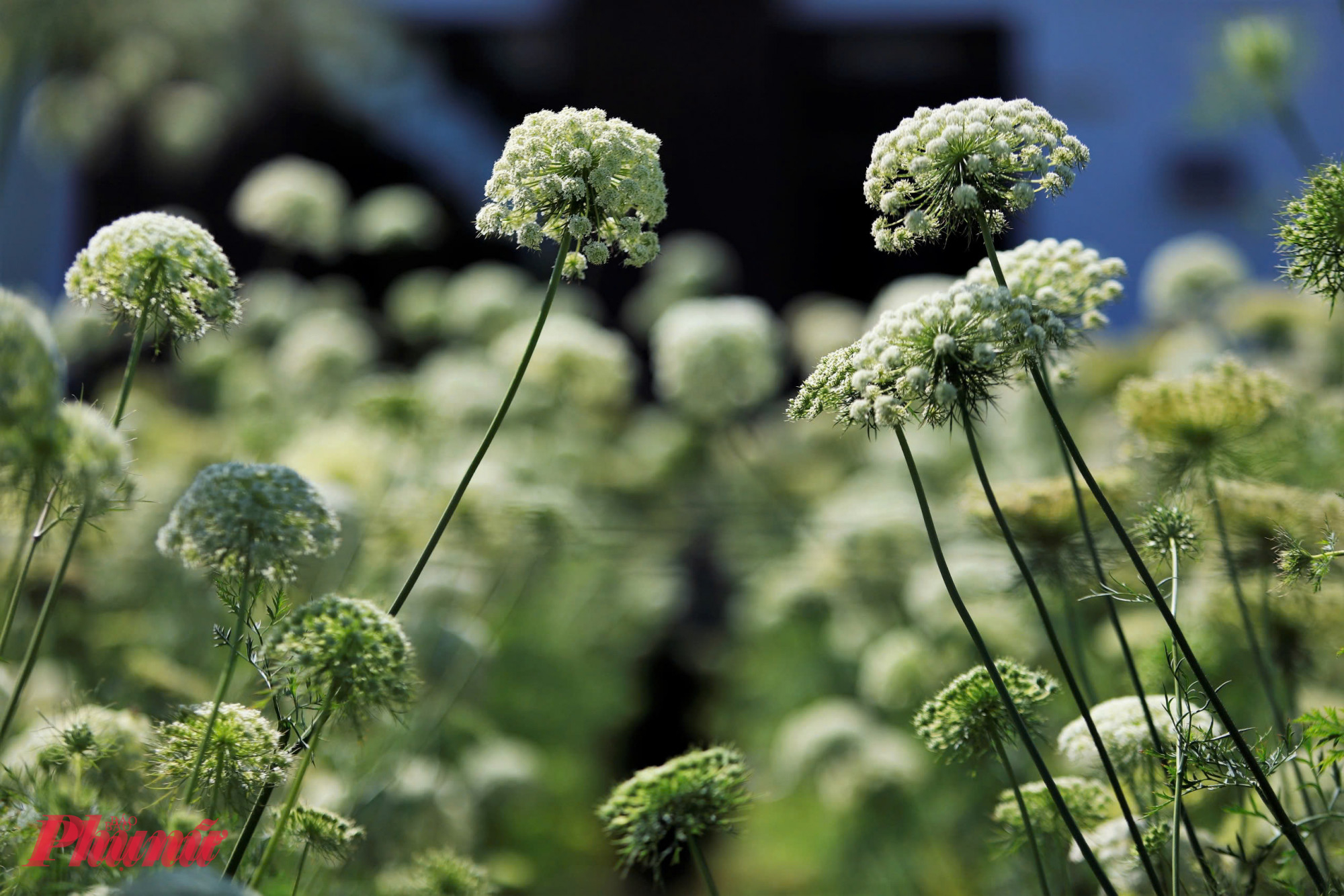 Hoa cà rốt có thân cao, mảnh, mỗi bông nở ra là cả một chùm gồm nhiều cánh nhỏ li ti, nhìn xa tựa như những bông cẩm tú cầu thu nhỏ. 