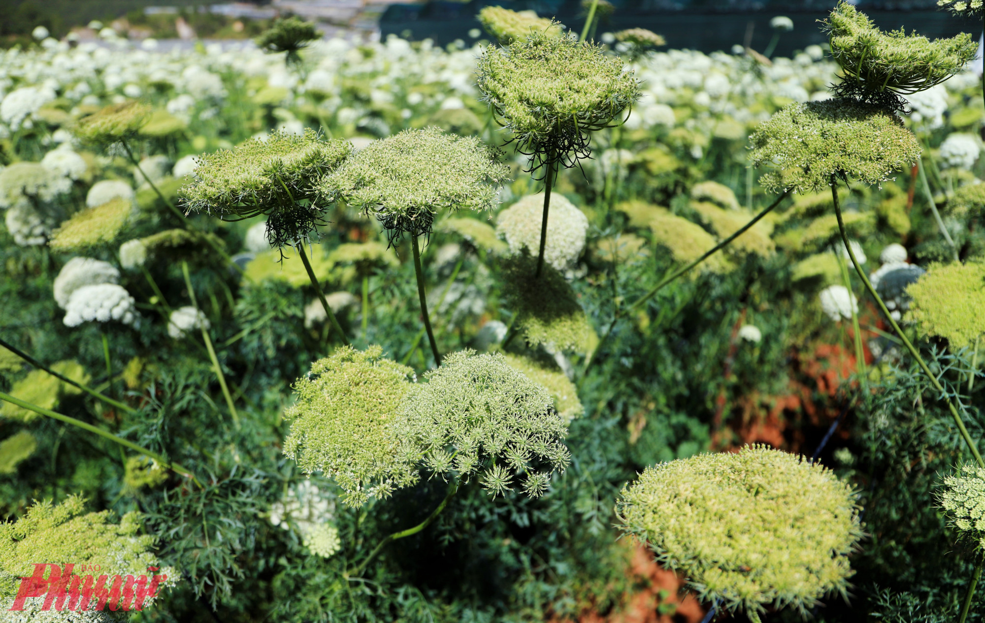 Khi tàn, hoa chuyển sang một sắc xanh đặc biệt, khép lại vòng đời ngắn ngủi nhưng đầy ấn tượng.