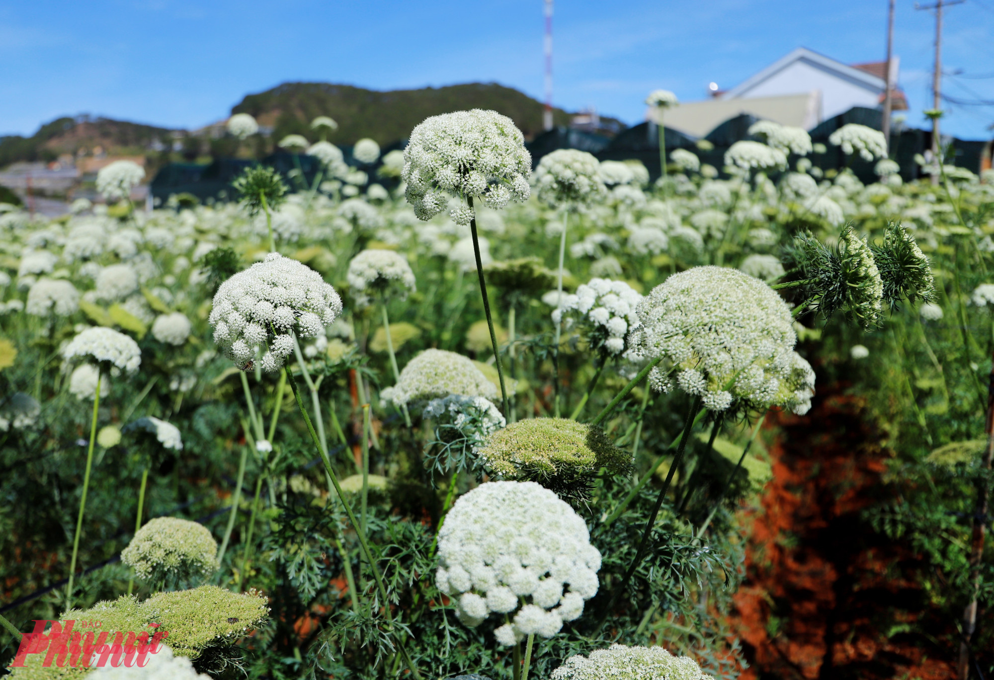 Mỗi năm chỉ có một vài nhà vườn ở Đà Lạt trồng cà rốt chủ yếu để cây ra hoa lấy hạt giống cho vụ sau, chứ không ưu tiên thu hoạch củ. Nhờ vậy, cà rốt mới có cơ hội trổ bông, mang đến một cảnh sắc hiếm gặp.