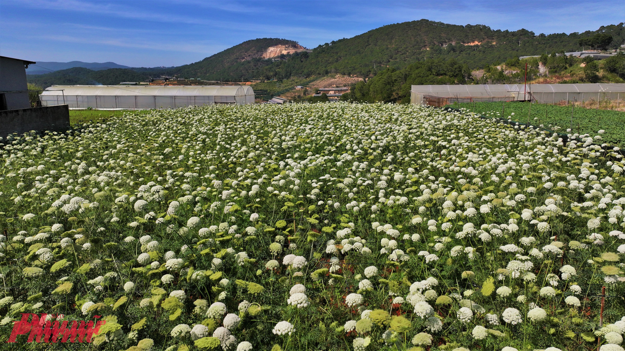 Thời gian hoa cà rốt nở và tàn khá ngắn, chỉ khoảng một tuần và còn phụ thuộc nhiều vào thời tiết. 