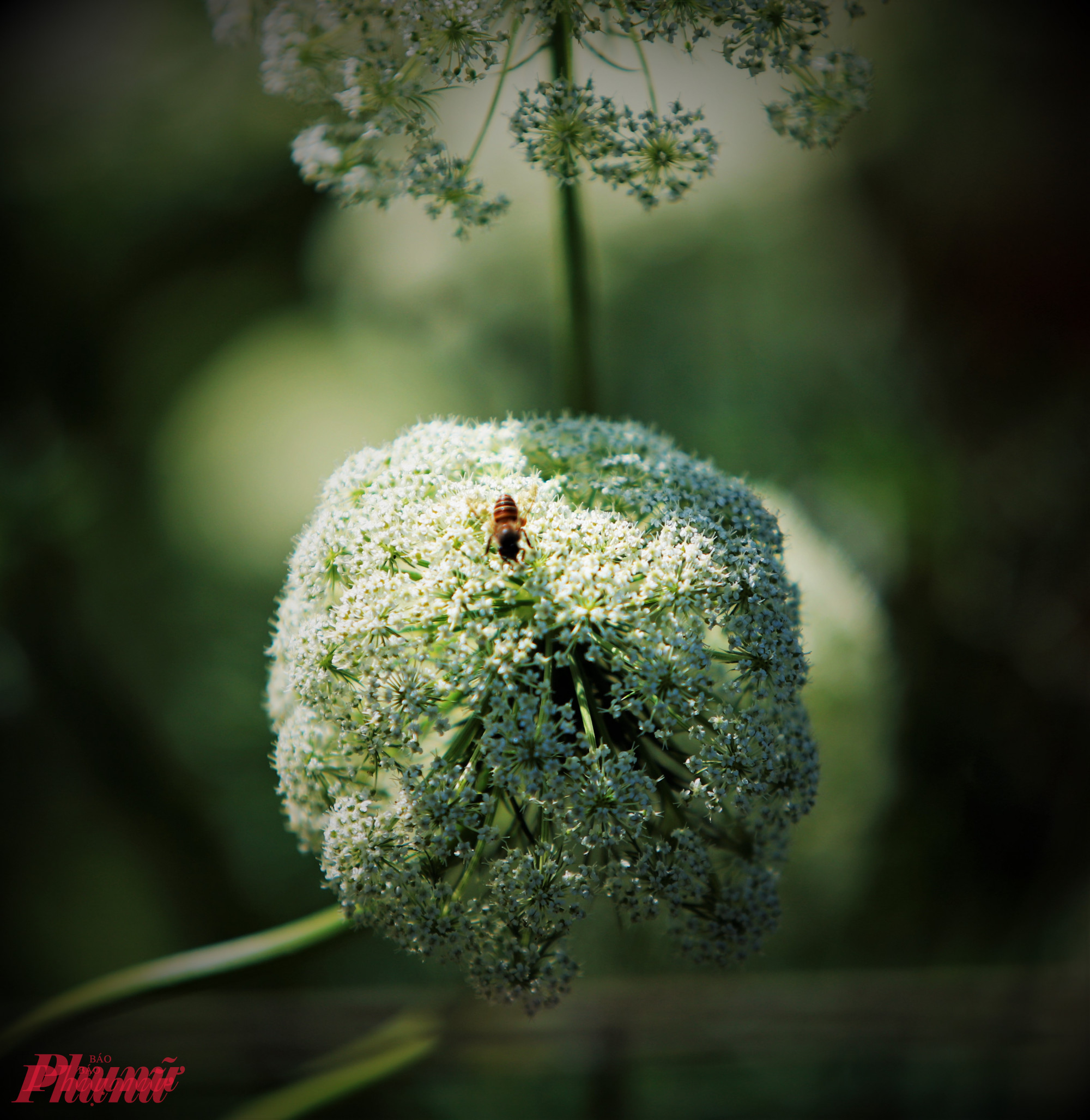 Nhìn gần, hoa cà rốt trông như những chiếc ô tí hon, từng cánh mỏng manh xếp đều quanh nhụy. 