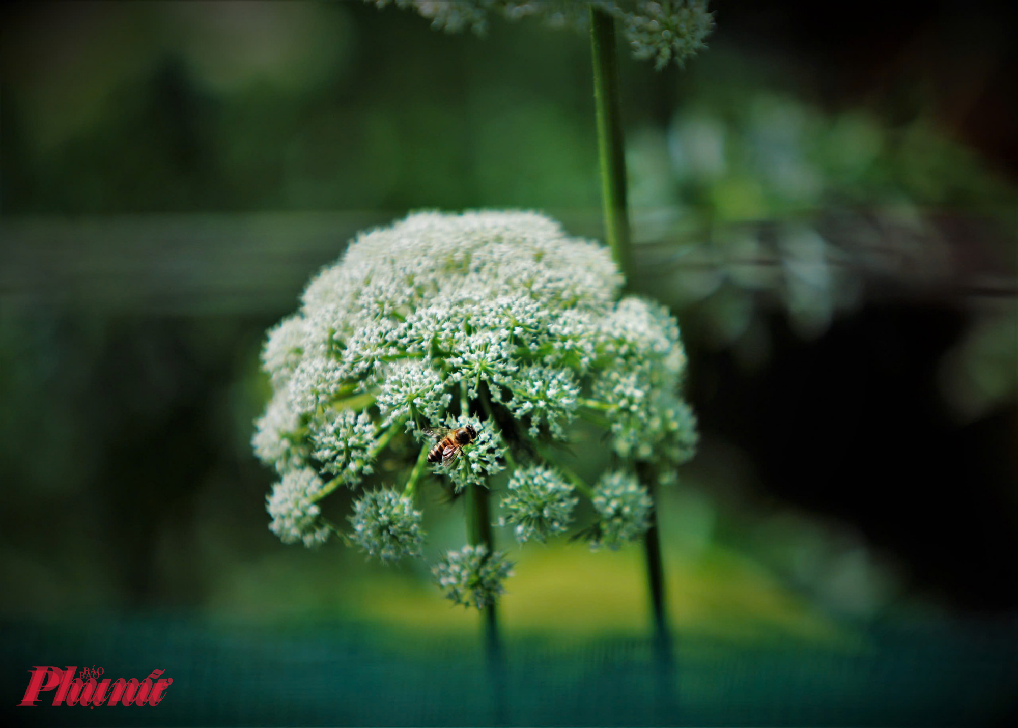 Tuy nhiên, khác với cẩm tú cầu mềm mại và rực rỡ sắc màu, hoa cà rốt mang gam trắng ngà hoặc hơi ánh xanh, gợi cảm giác tinh khôi như những bông tuyết kết thành từng chùm.